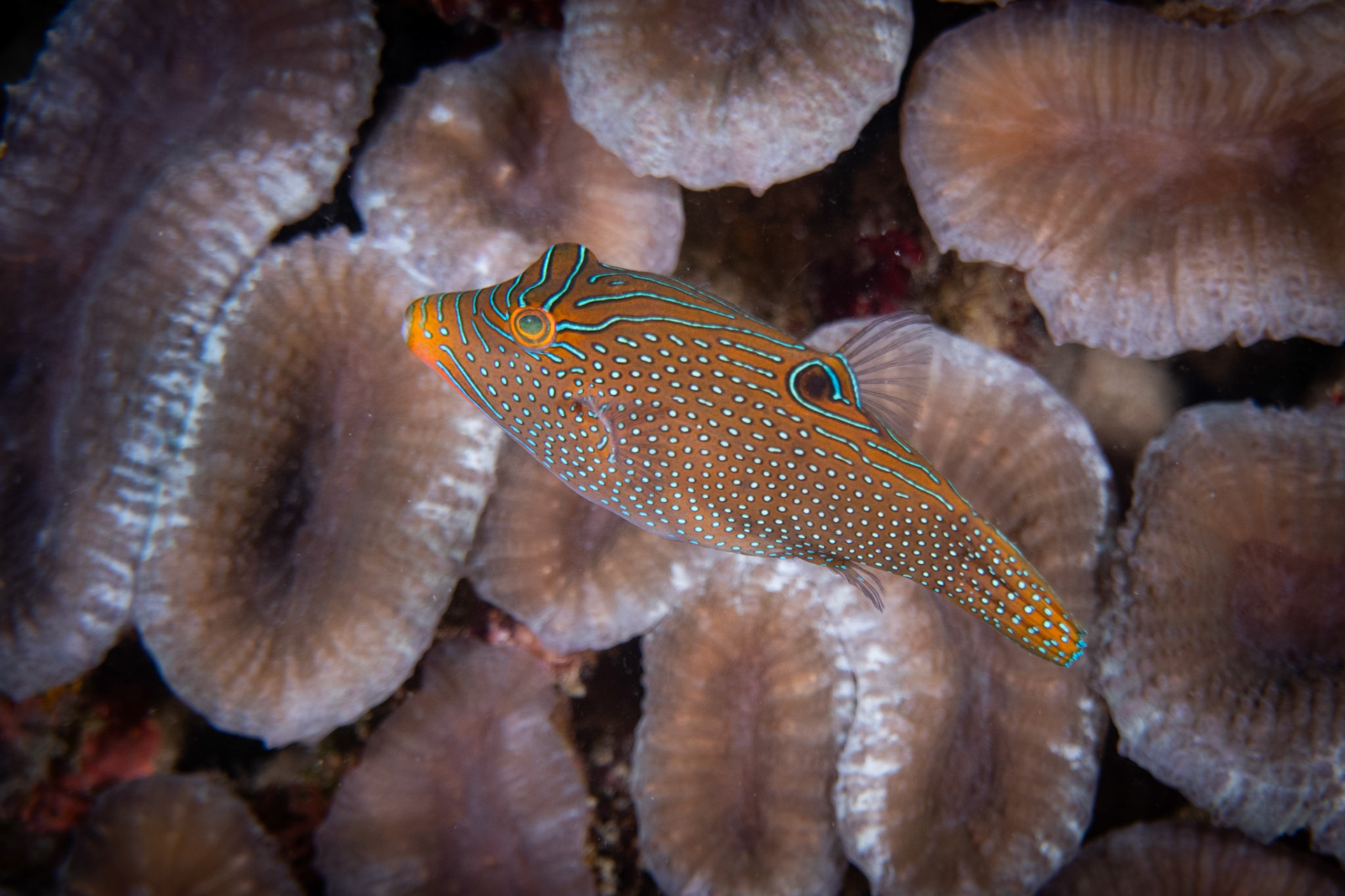 Hranobřich (Papuánský toby)