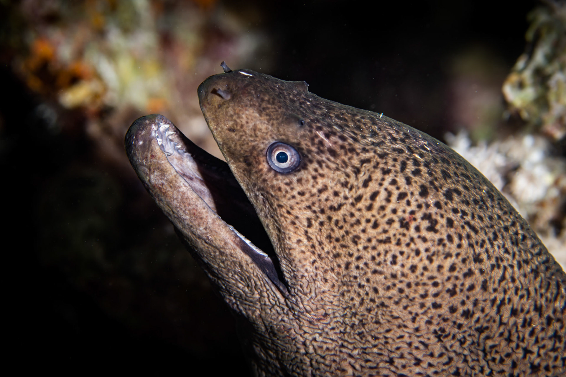 Gymnothorax javonica