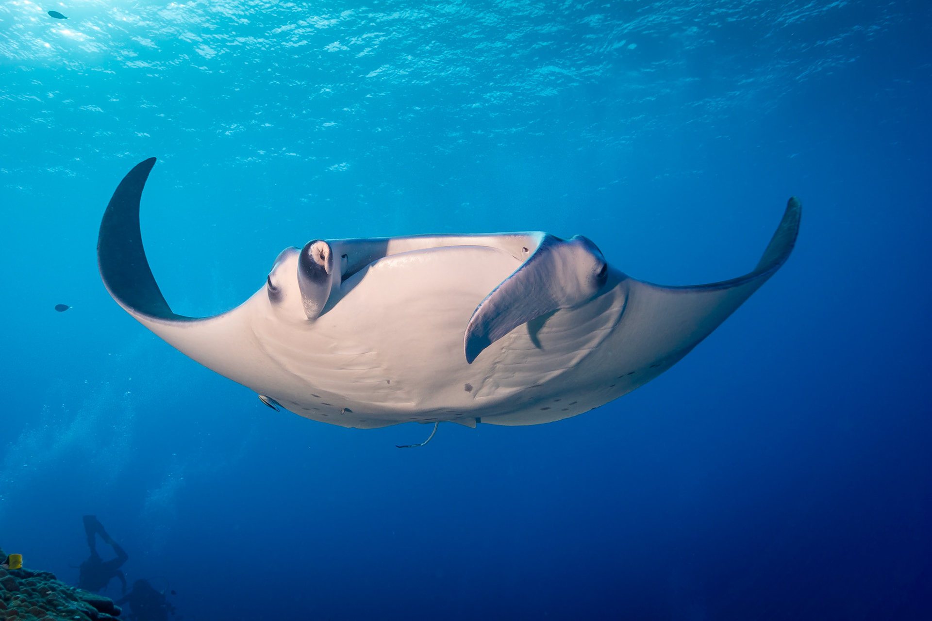 Manta