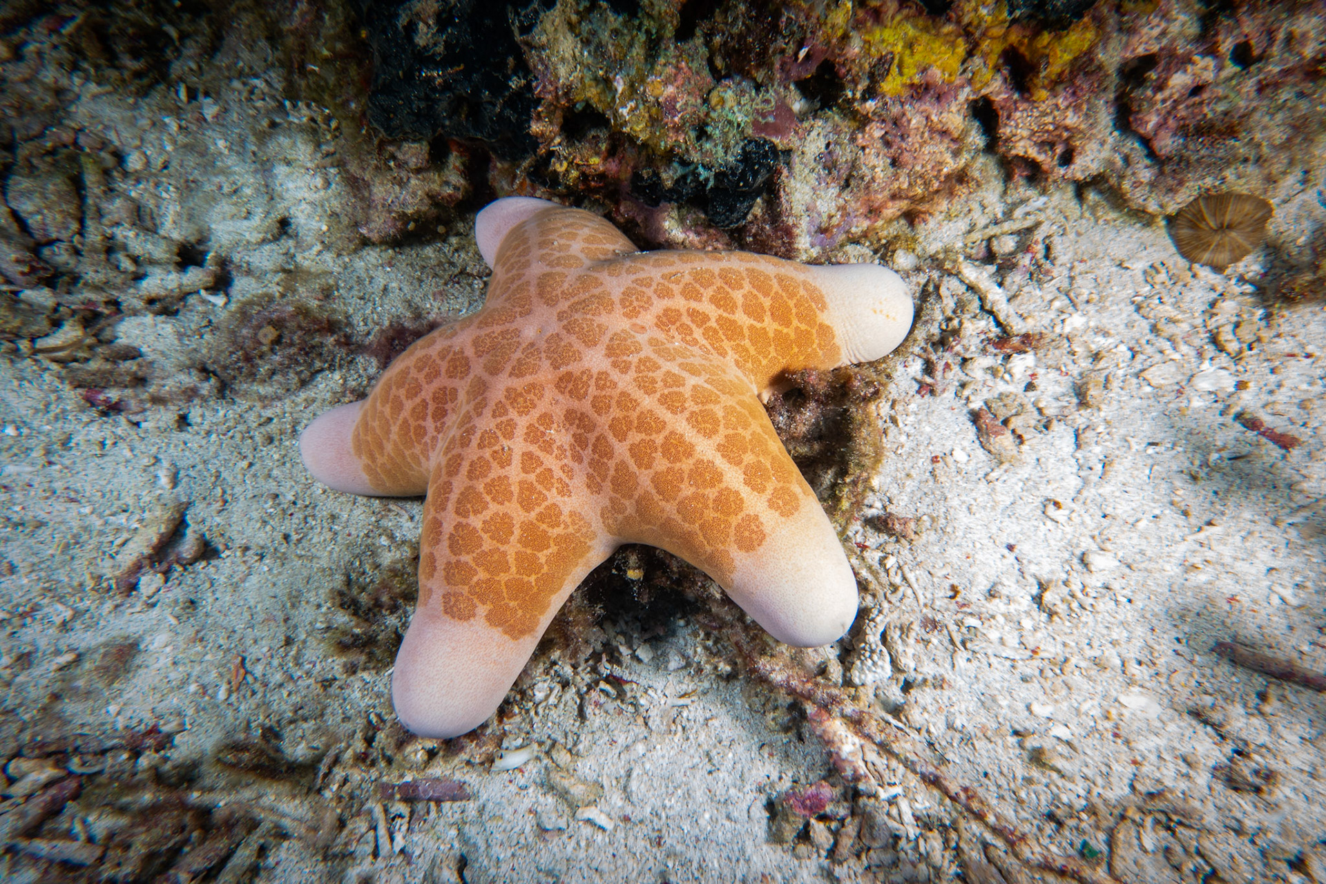 Choriaster granulatus (Granulovaná mořská hvězda, doughboy starfish)