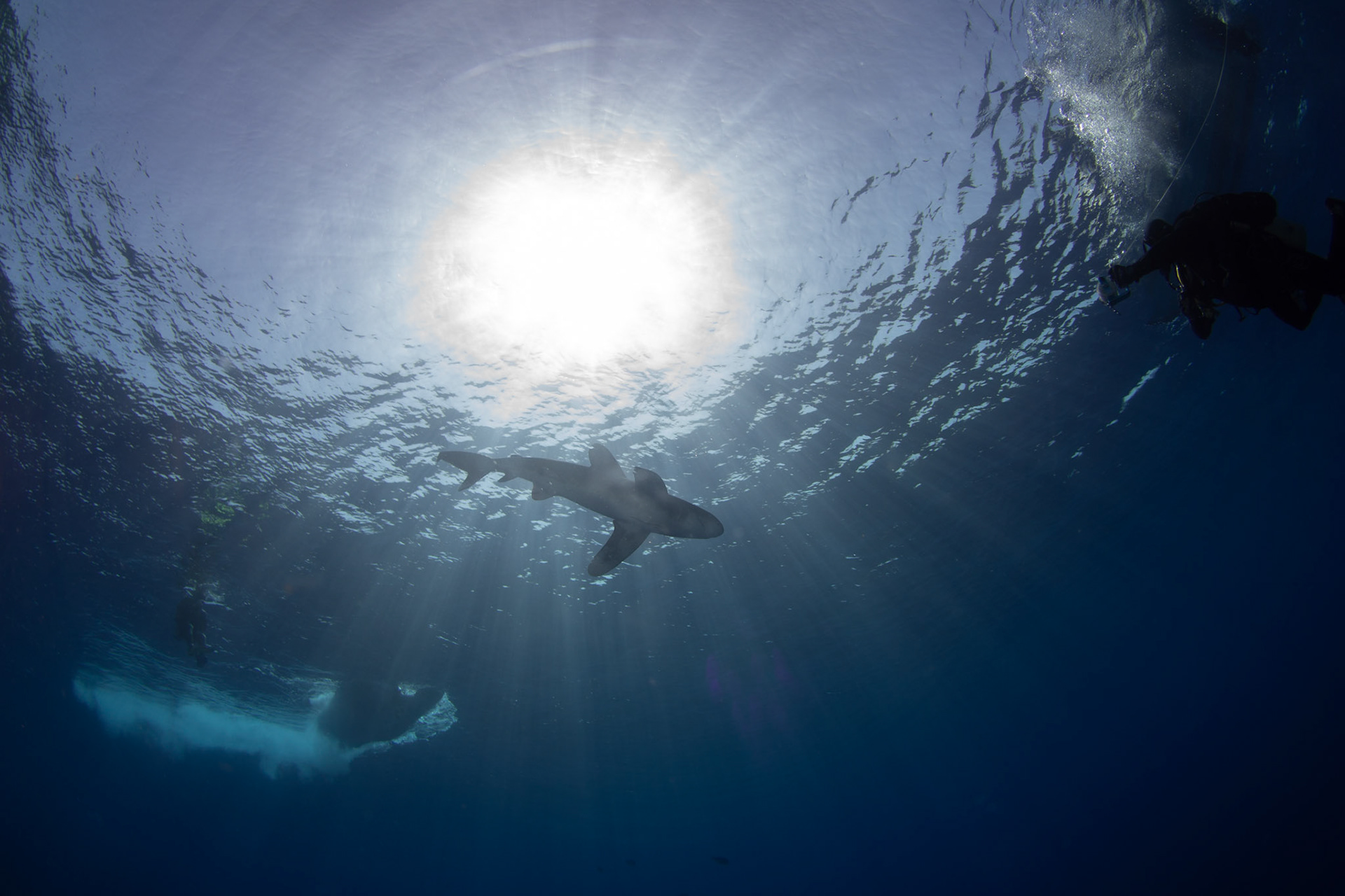 Carcharhinus longimanus, Oceanic whitetip shark