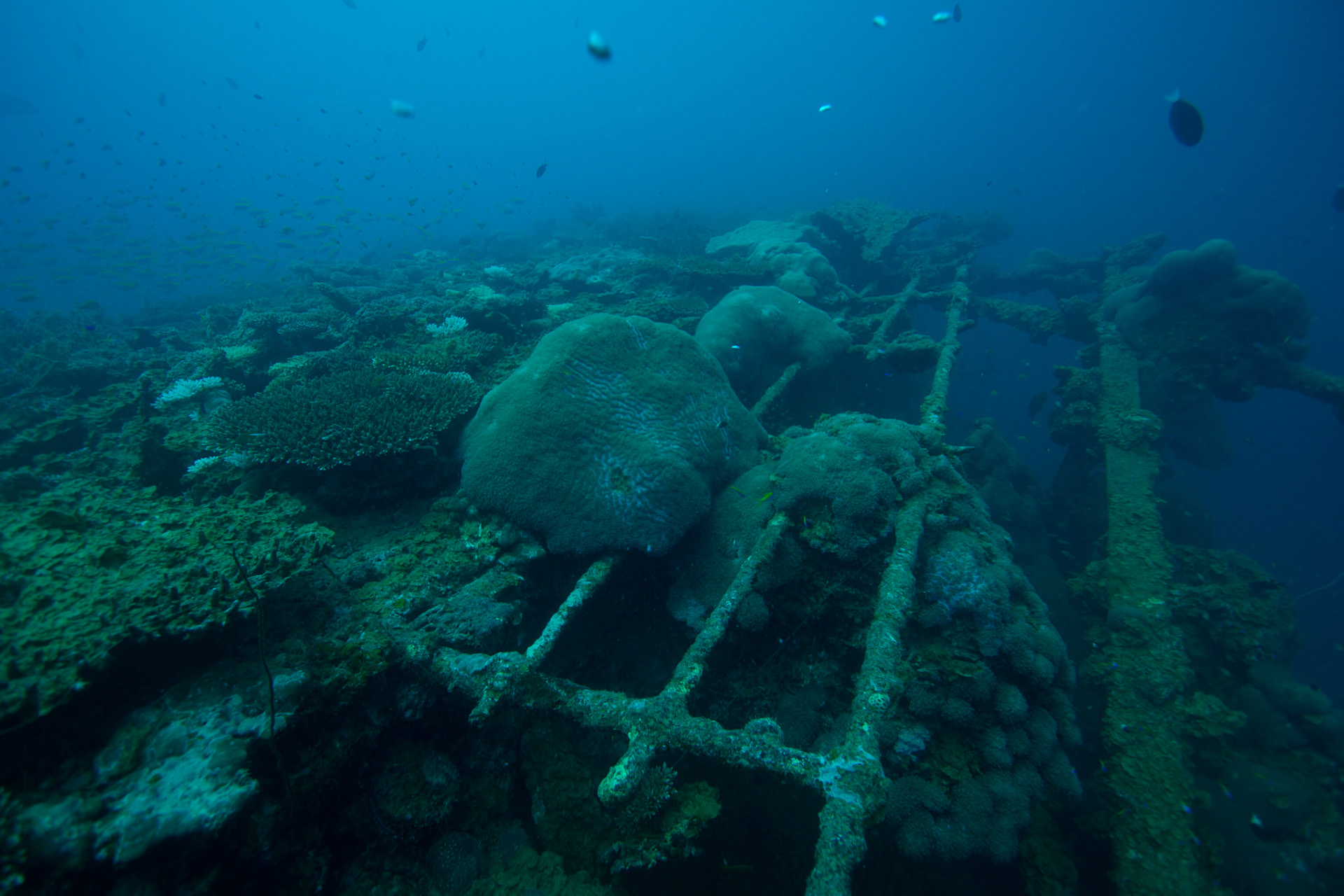 Vrak British Loaylty