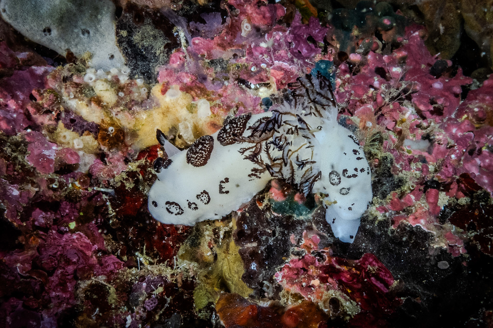 Jorunna funebris (tečkovaná nudibranch)