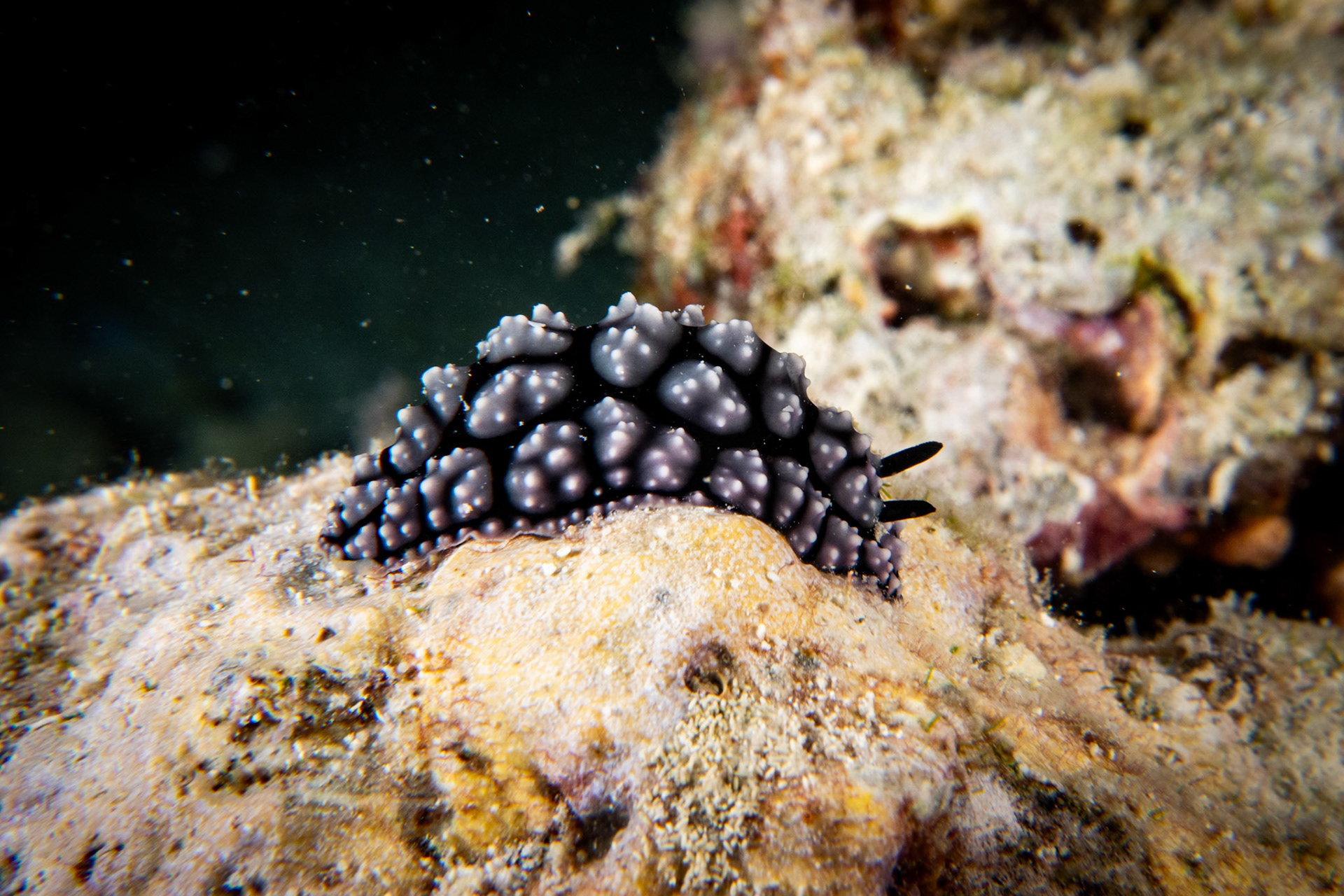Phyllidiopsis fissurata