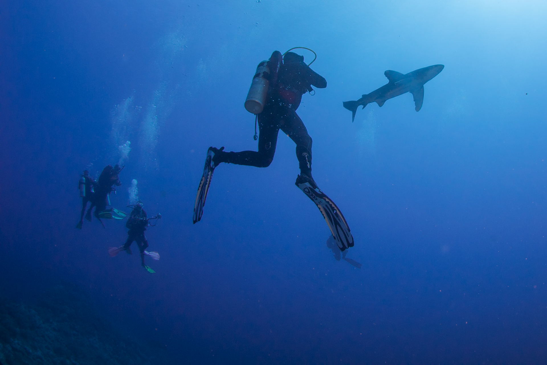 Carcharhinus longimanus, Oceanic whitetip shark