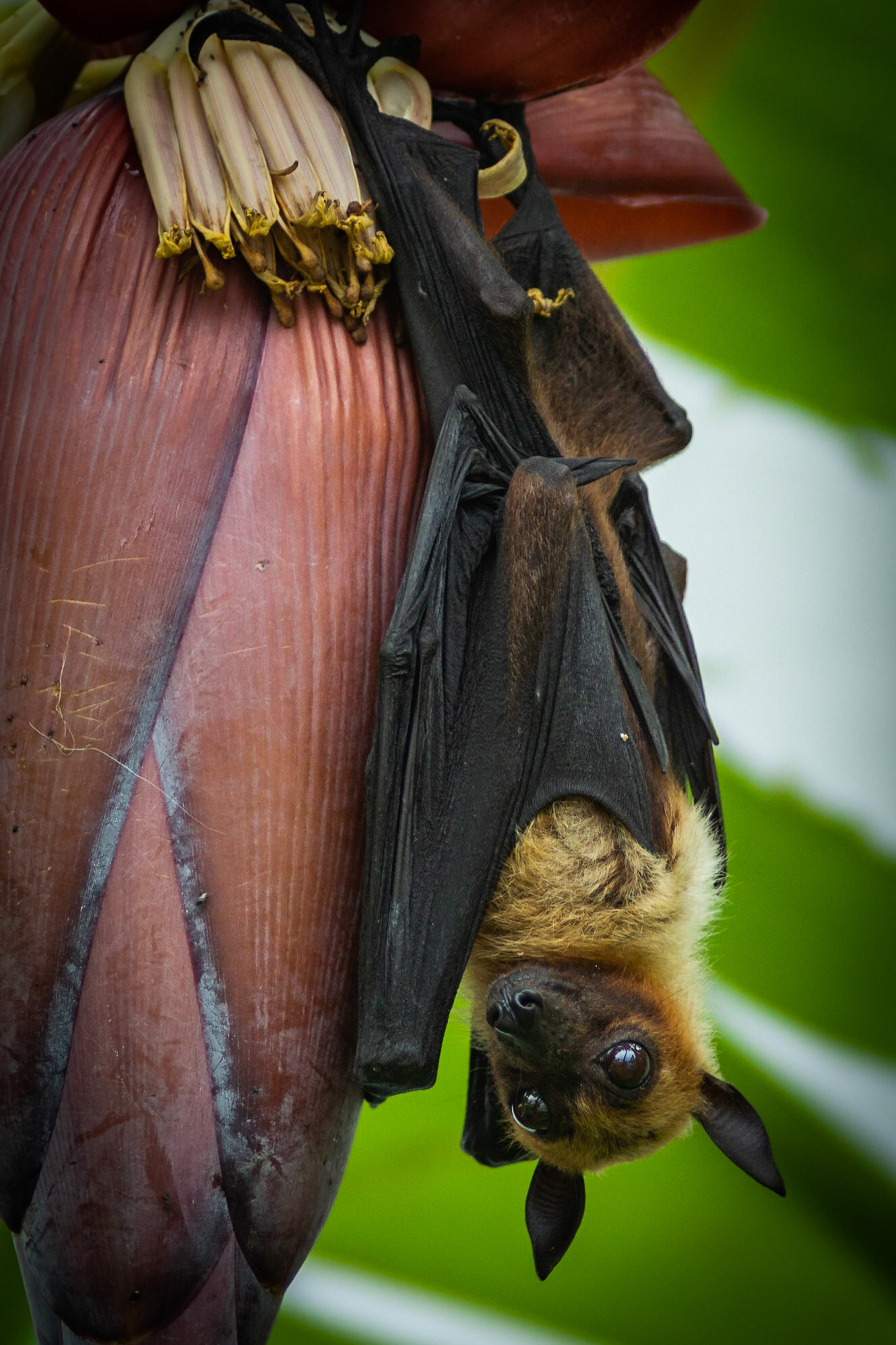 Kaloň (takovej obrovskej netopýr)