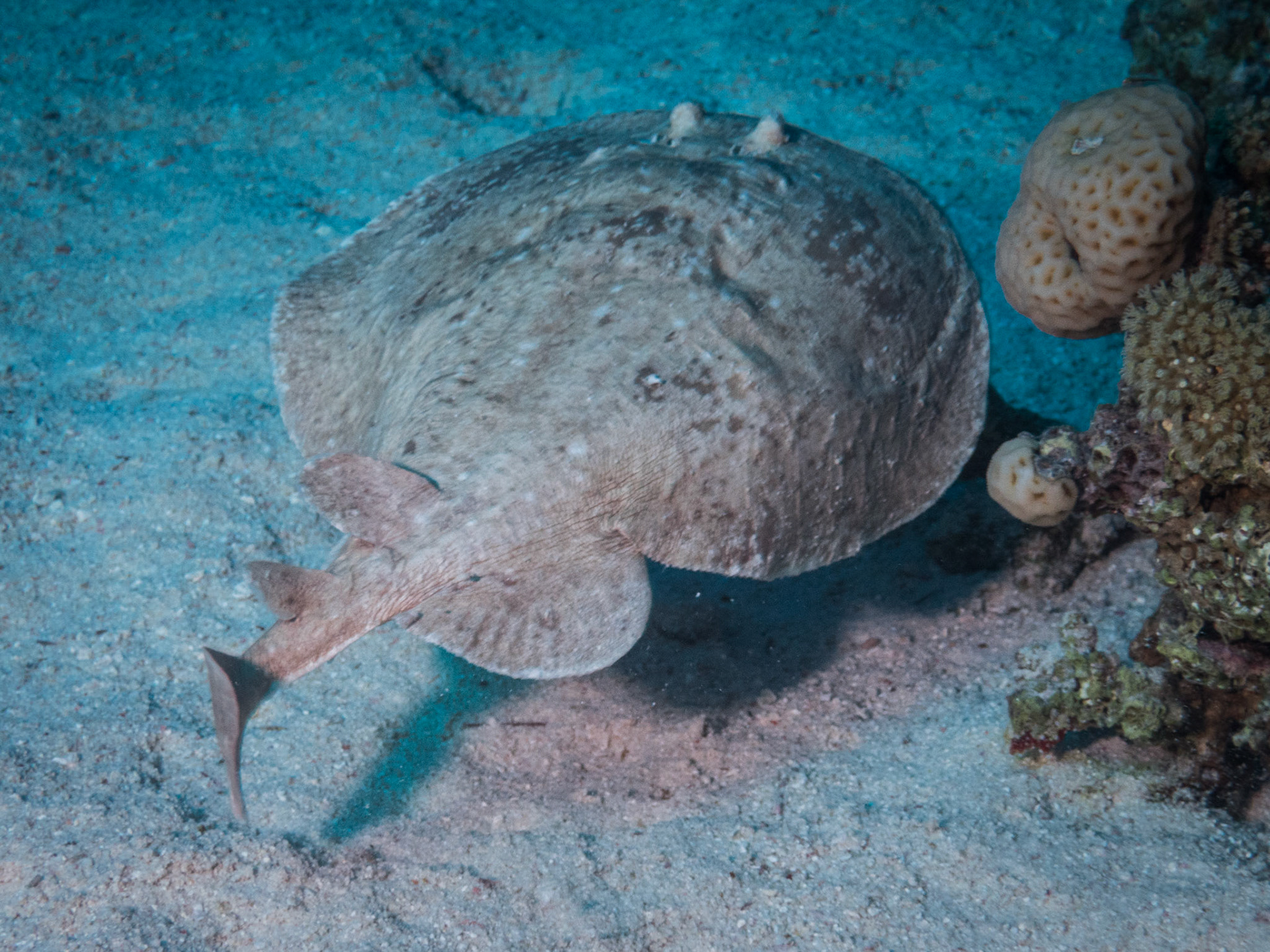 Hypnos monopterygium