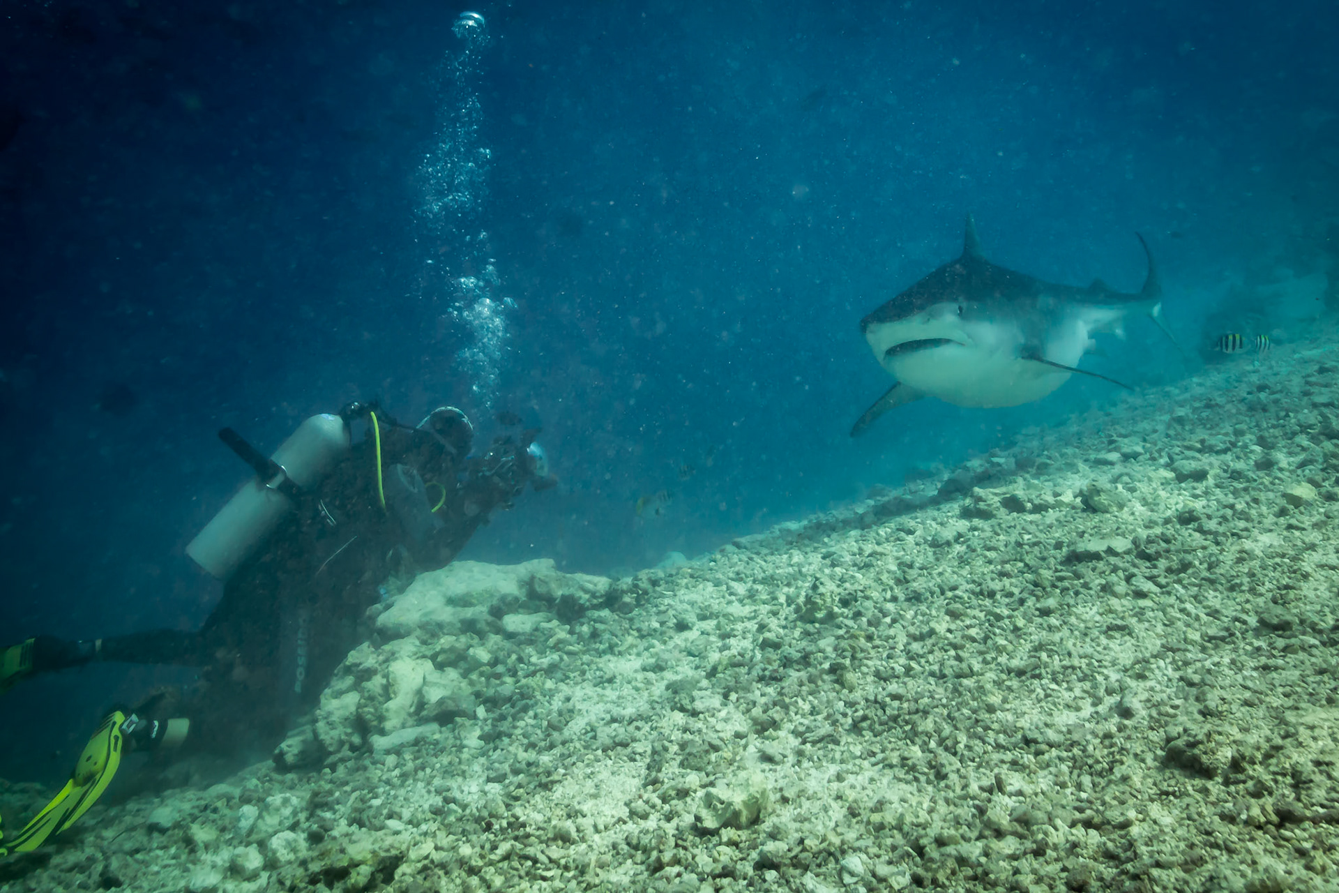 Tygří maminka (ta napravo)