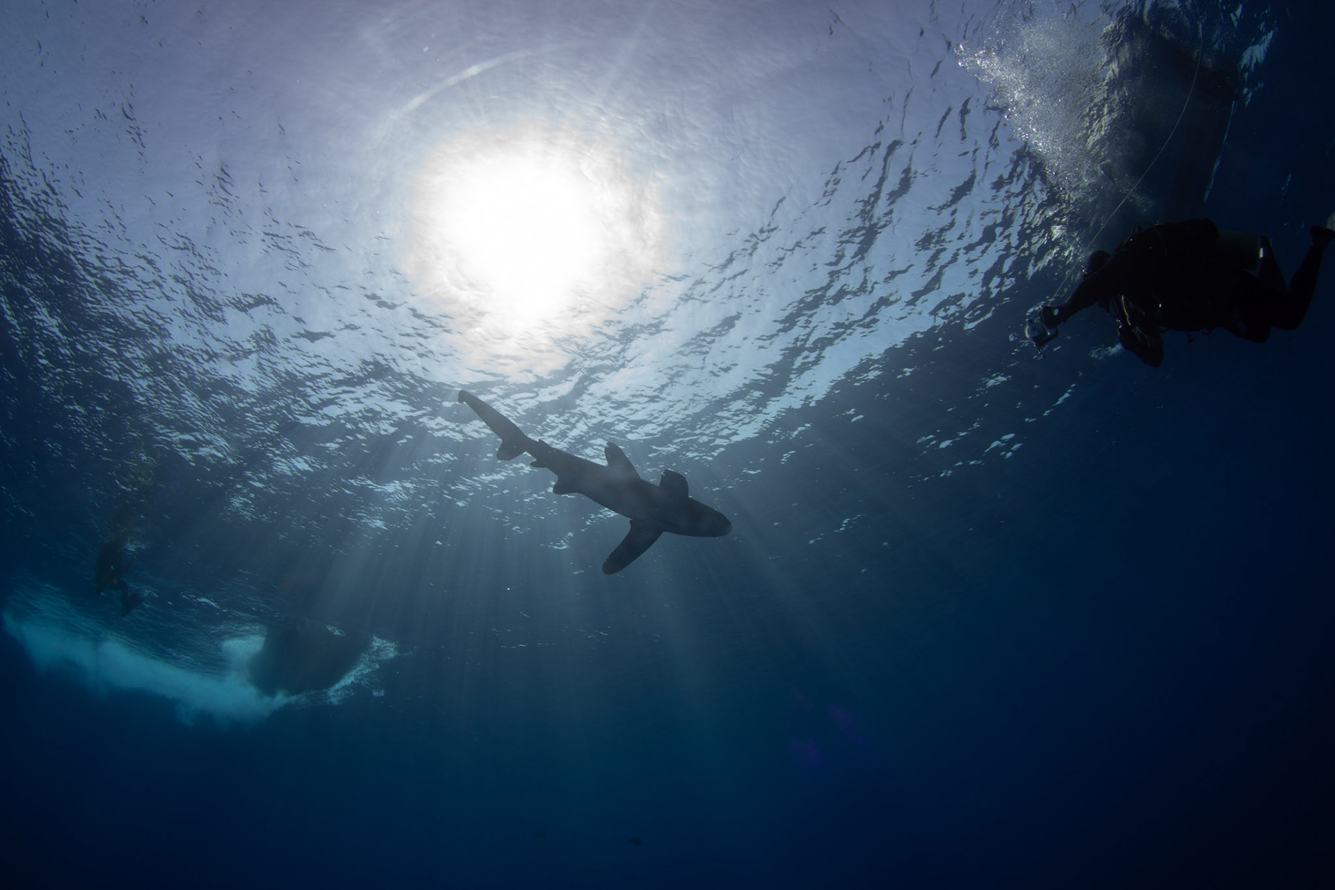 Carcharhinus longimanus, Oceanic whitetip shark