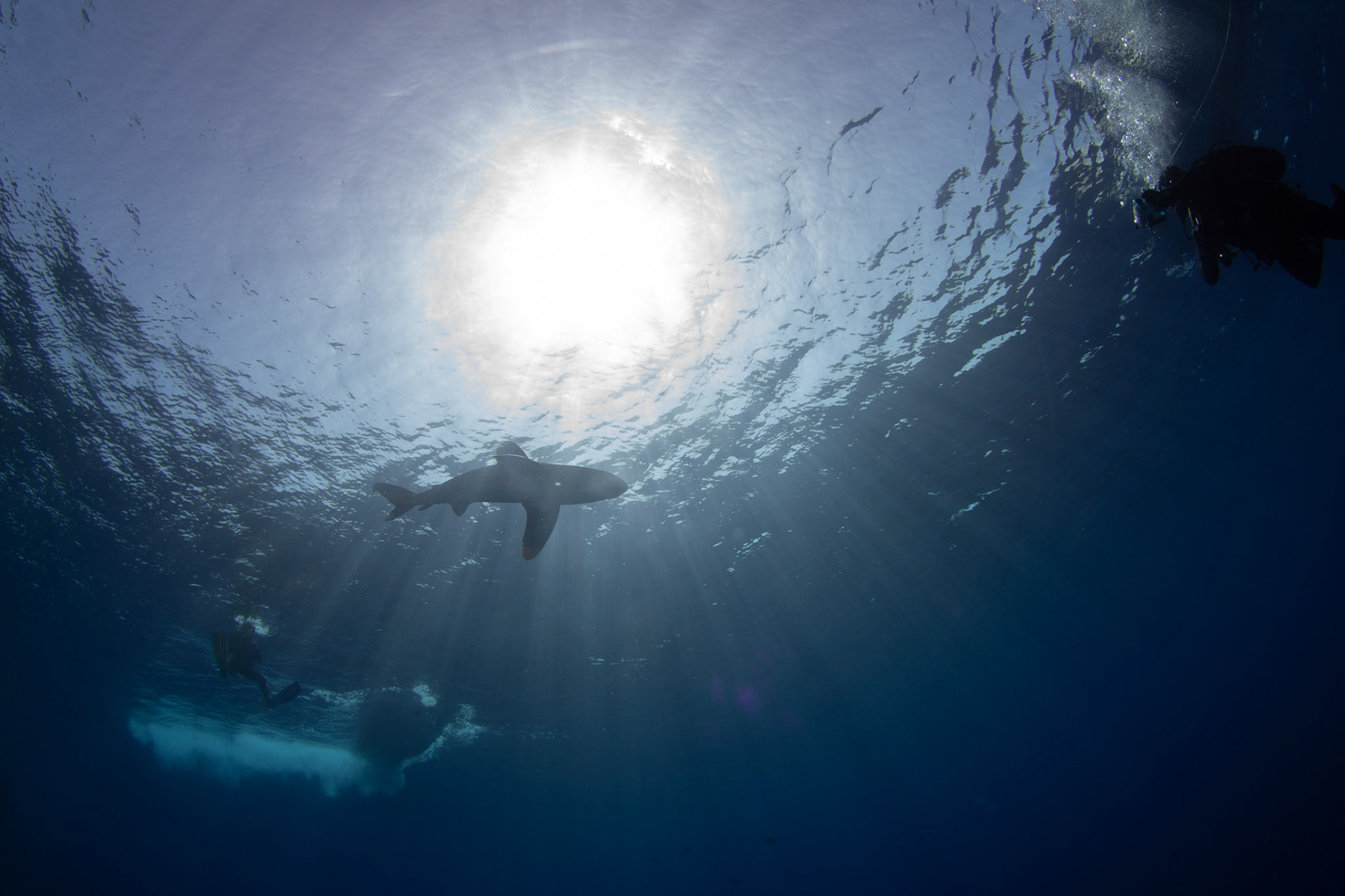 Carcharhinus longimanus, Oceanic whitetip shark