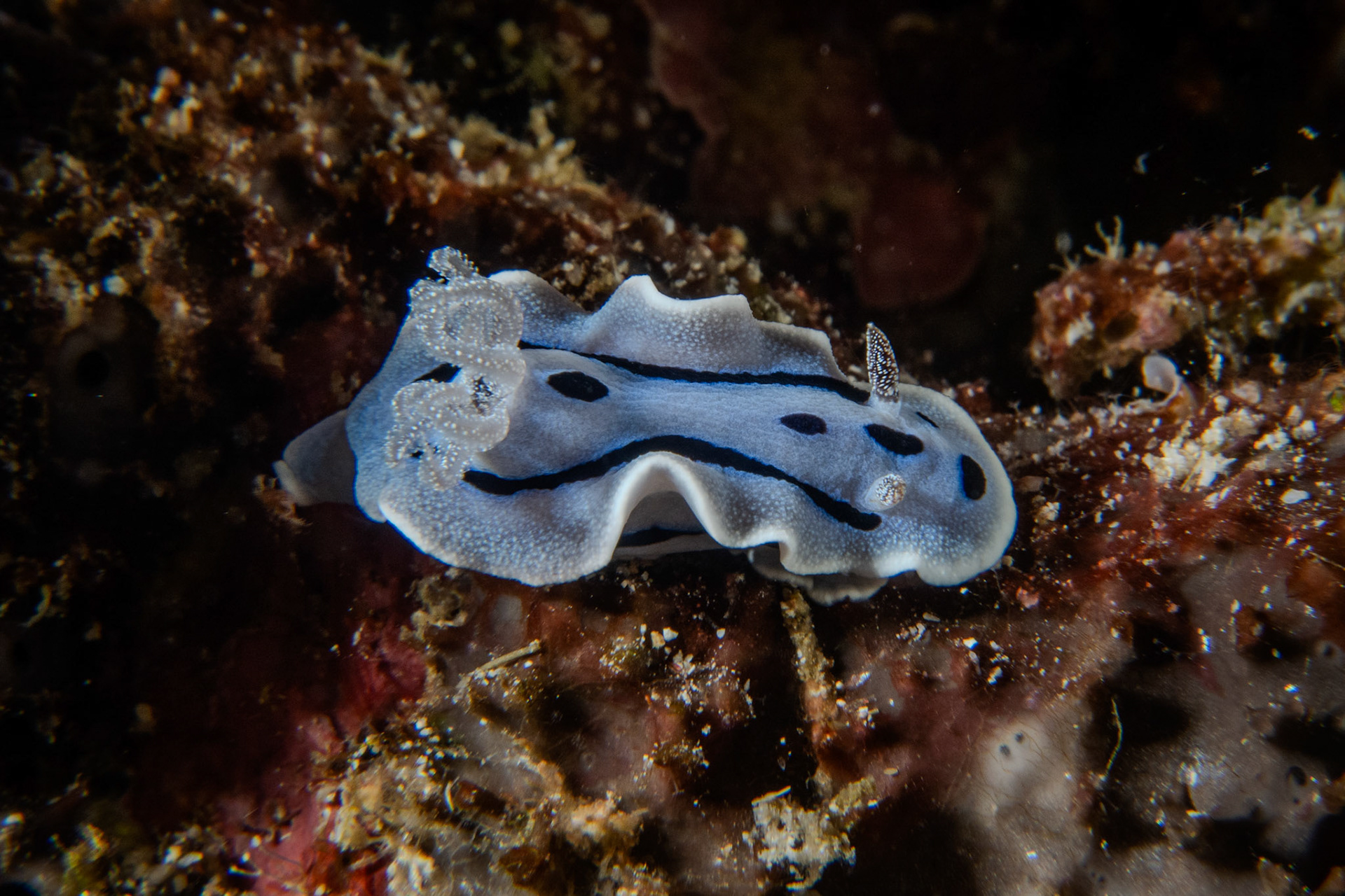 Chromodoris willani (nahožábří - nudibranchia)