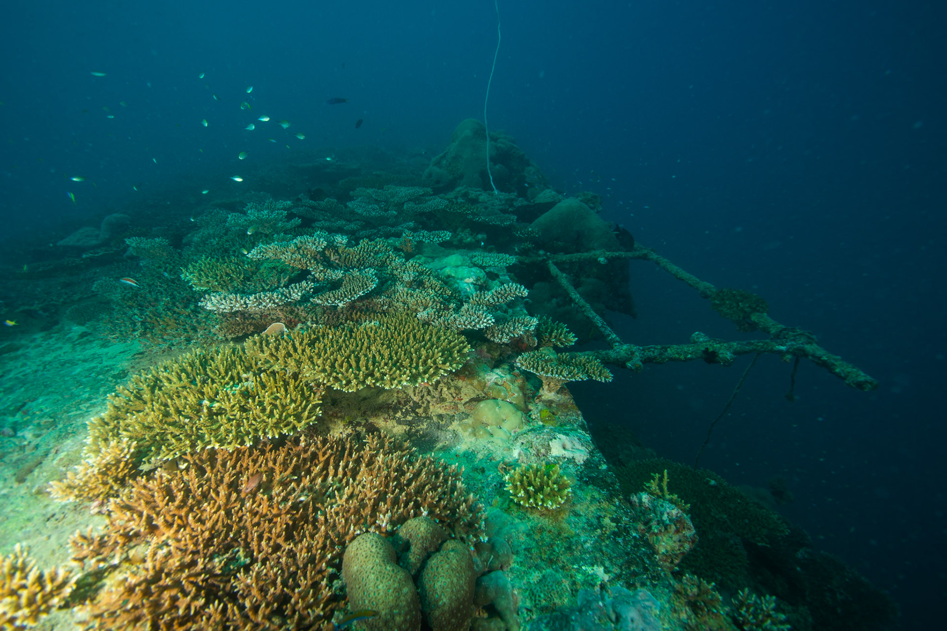 Vrak British Loaylty