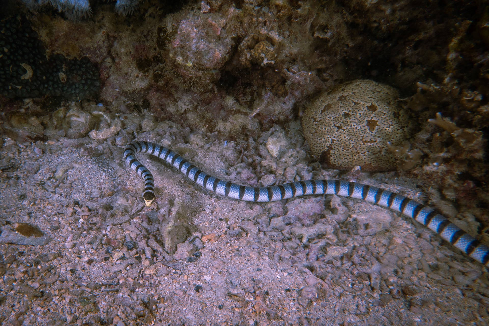 Vlnožil užovkový (Sea crait) 