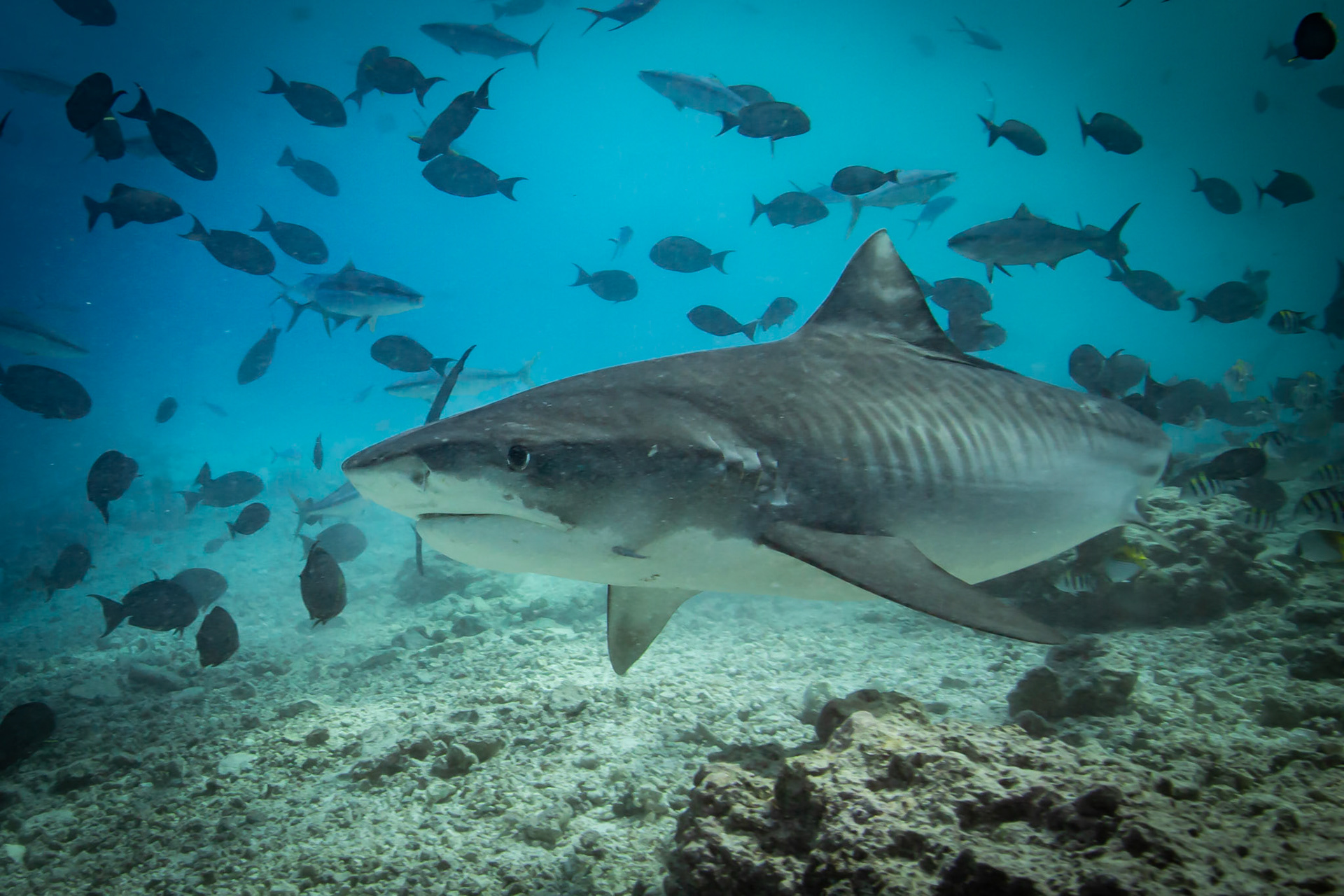 Tiger shark