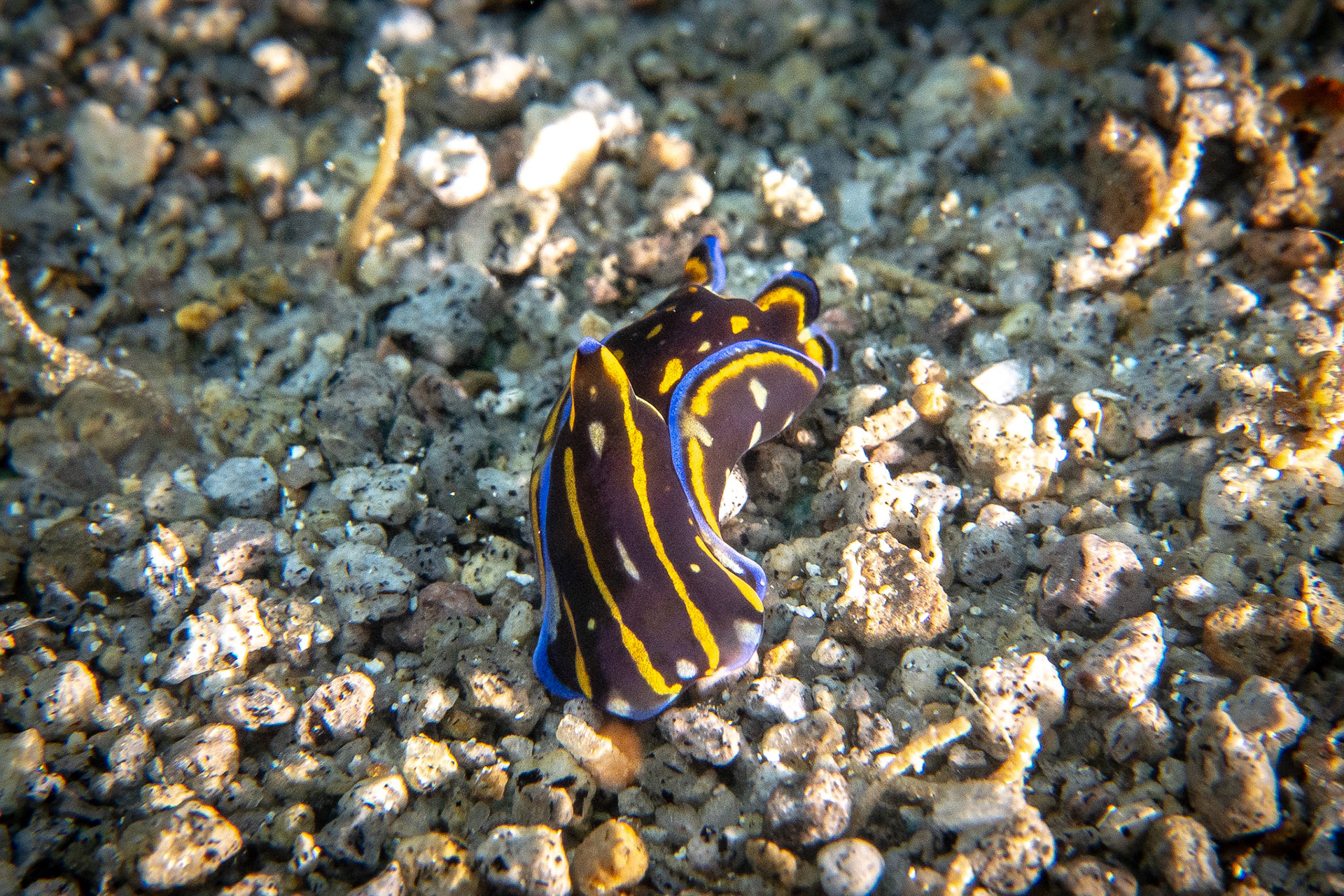 Philinopsis speciosa