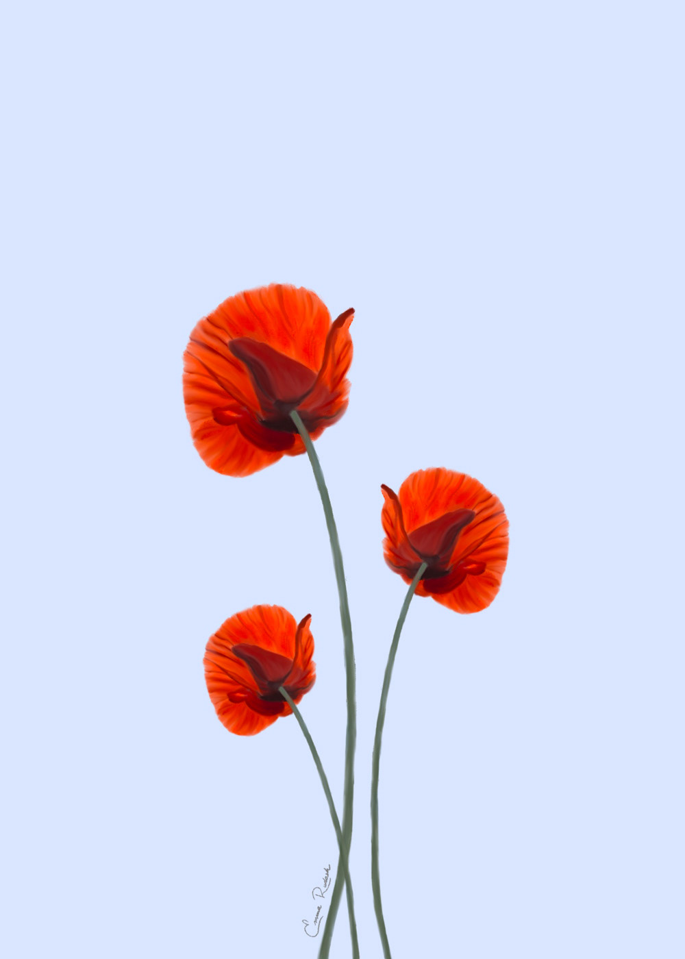 Poppies