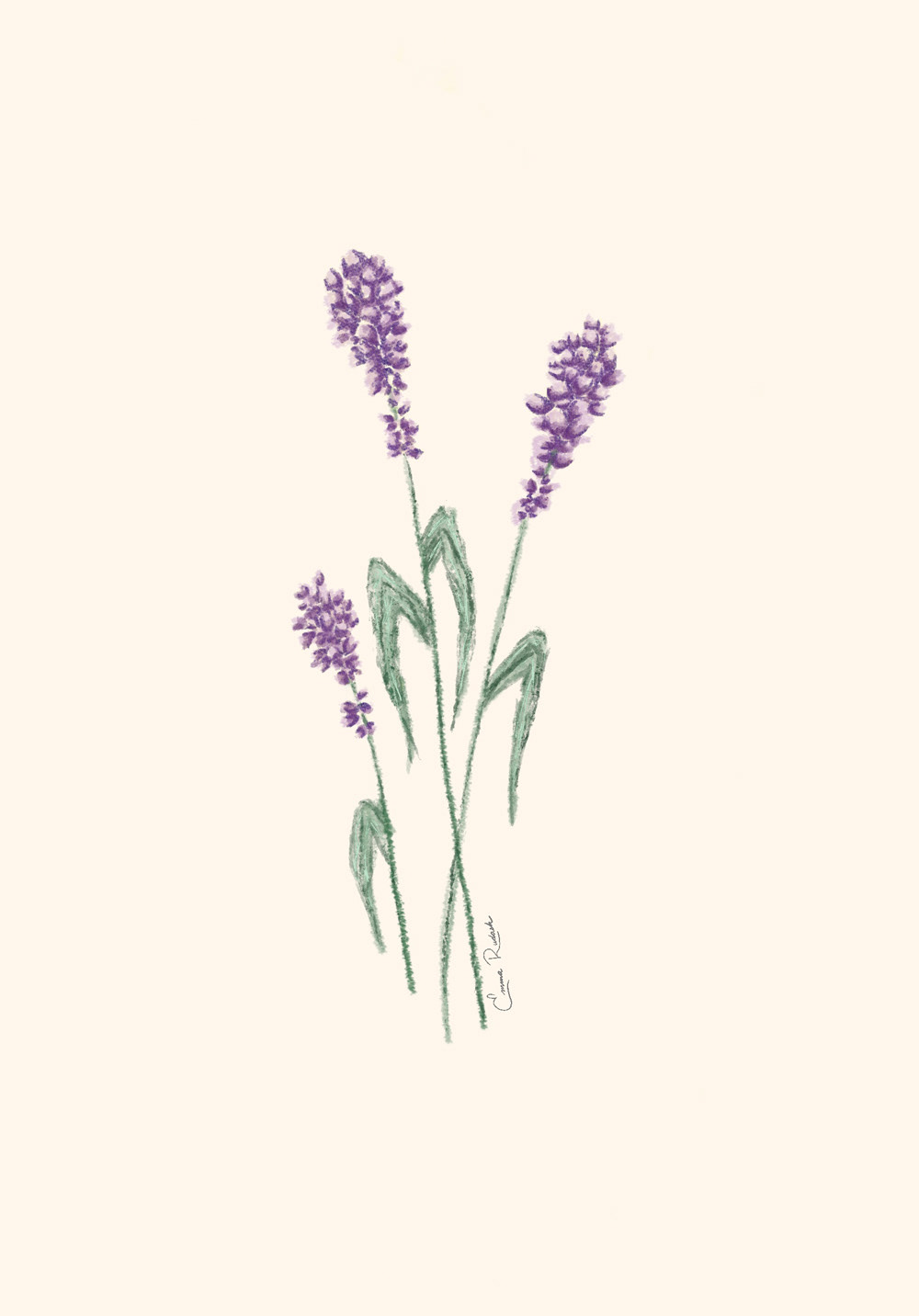 Lavender 