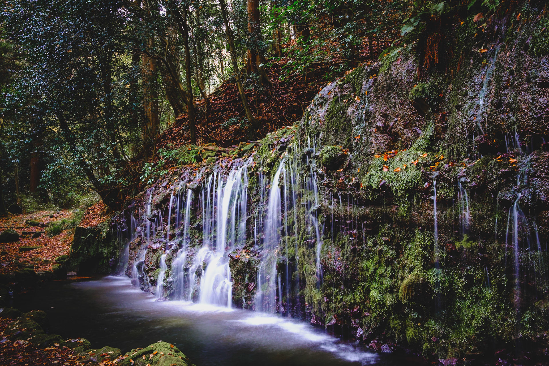 Chisuji Falls in Hakone’s forest weaves dozens of silky ribbons down a moss‑draped cliff into a glassy pool beneath towering cedars.