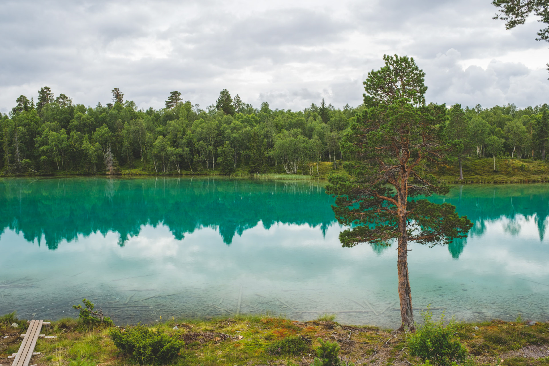 A solitary Scots pine anchors the shore of Blanktjärn, its turquoise mineral-rich waters mirroring the surrounding boreal forest beneath a moody summer sky.