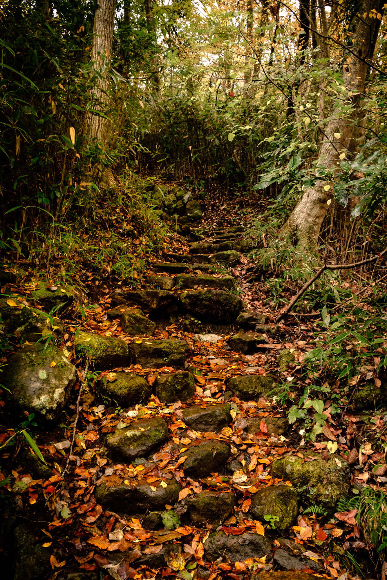 Narrow, mossy stairs descending into a forest ravine on the way to Chisuji Falls in Hakone.