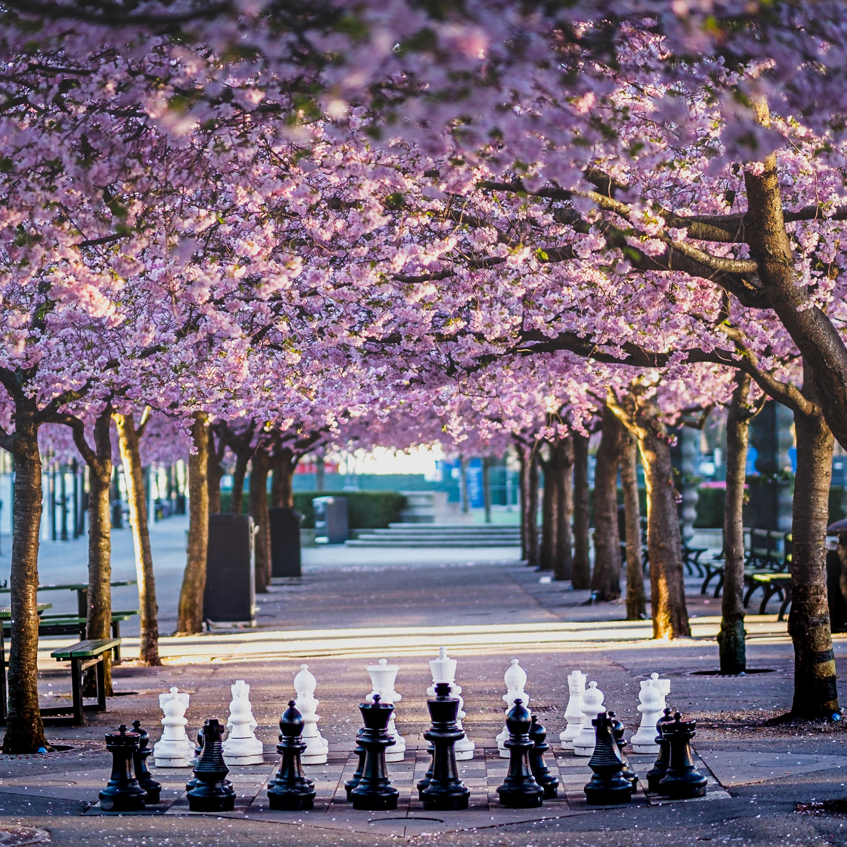 A canopy of pink cherry blossoms frames an outdoor chess set in Stockholm’s Kungsträdgården, inviting play beneath the springtime blooms.