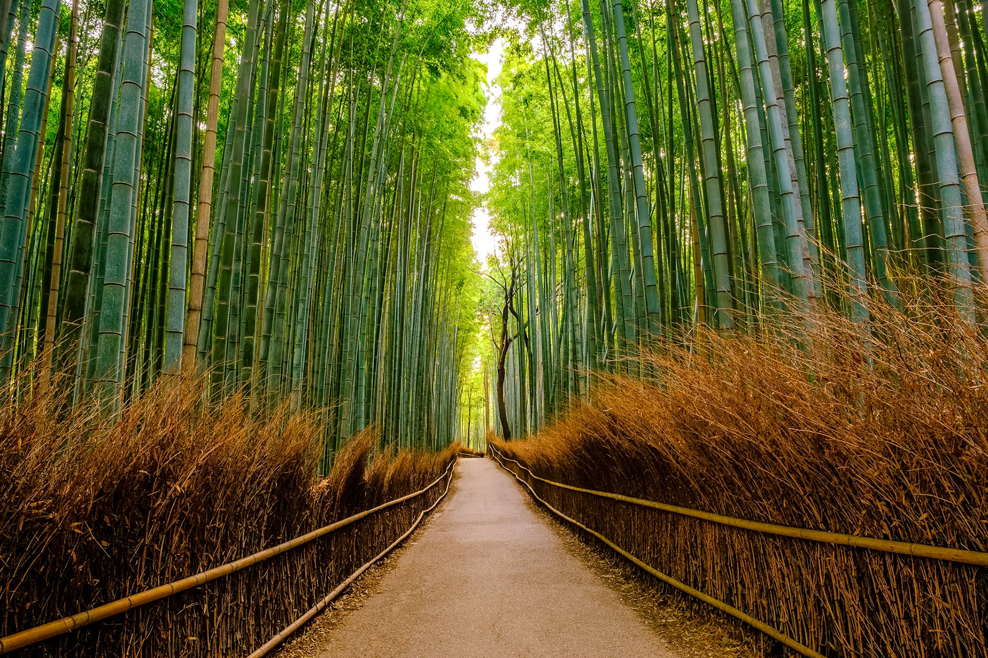 Arashiyama Bamboo Grove — a tunnel of calm and emerald light.