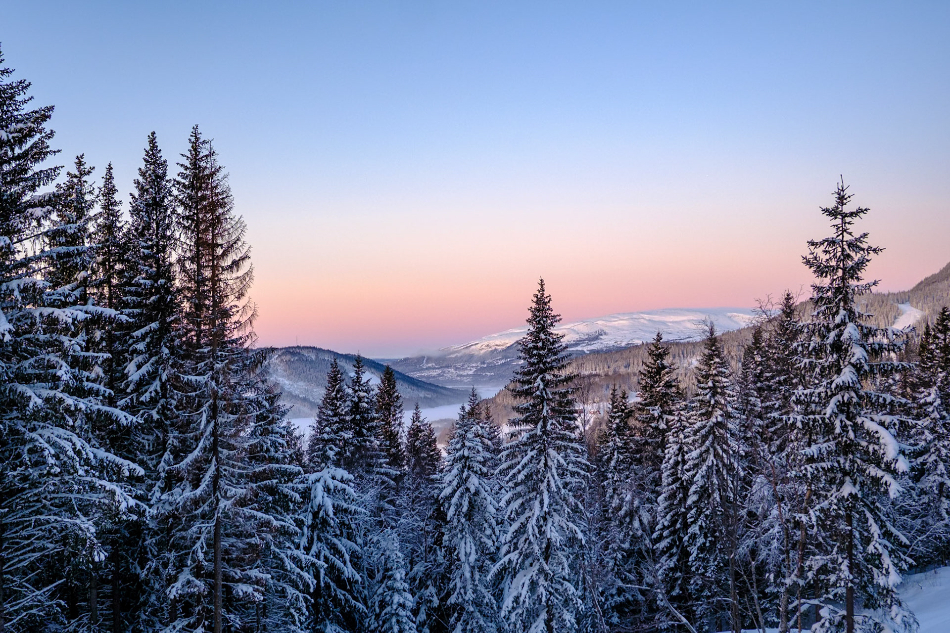 Snow-laden spruces rise above Åre mountains as the winter dawn paints the sky pastel, overlooking rolling peaks blanketed in white.