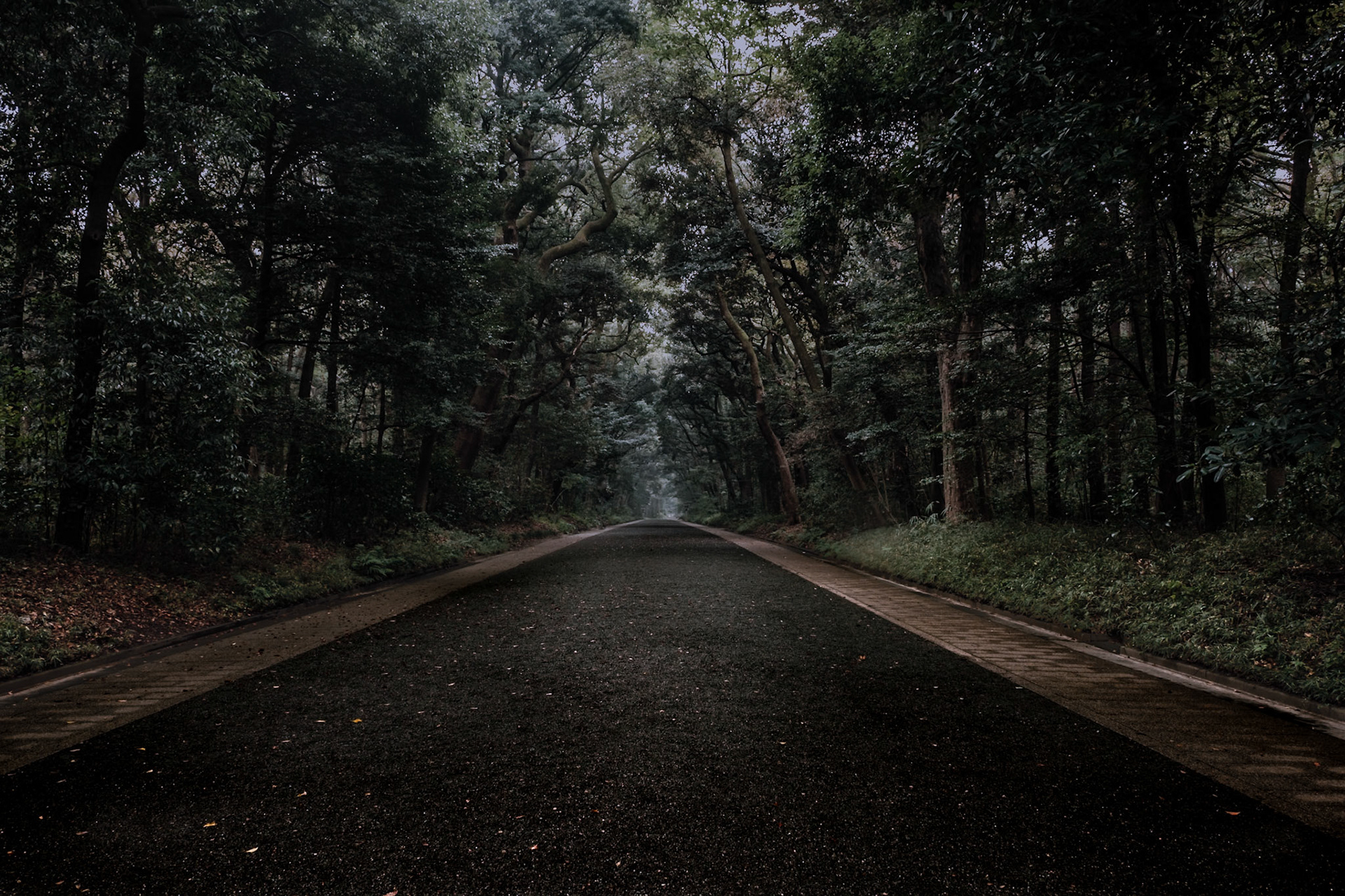 Forest path to Meiji Shrine, Tokyo — a quiet walk beneath ancient trees and soft morning mist