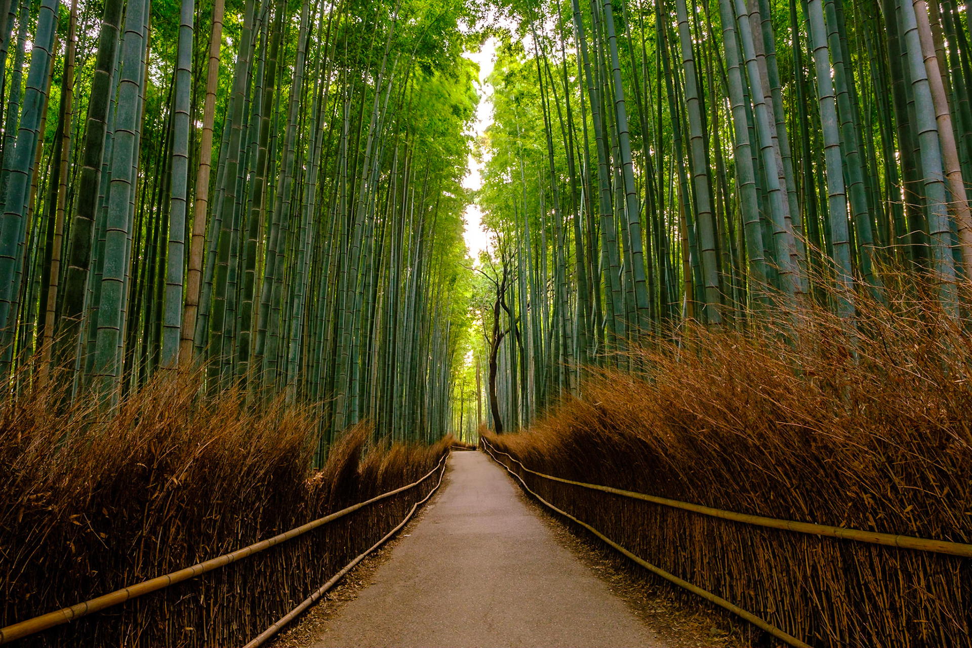 Arashiyama Bamboo Grove, Kyoto, Japan