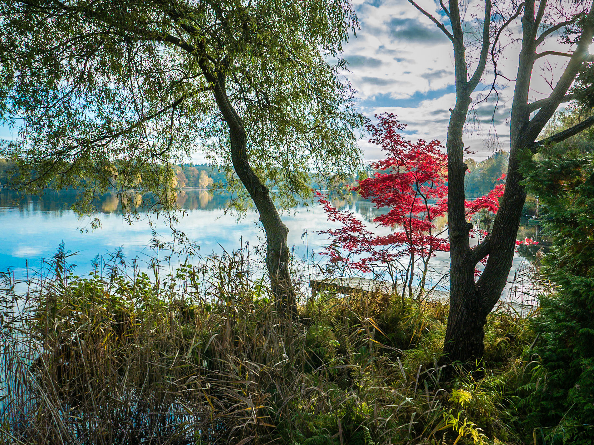 Japan style tree