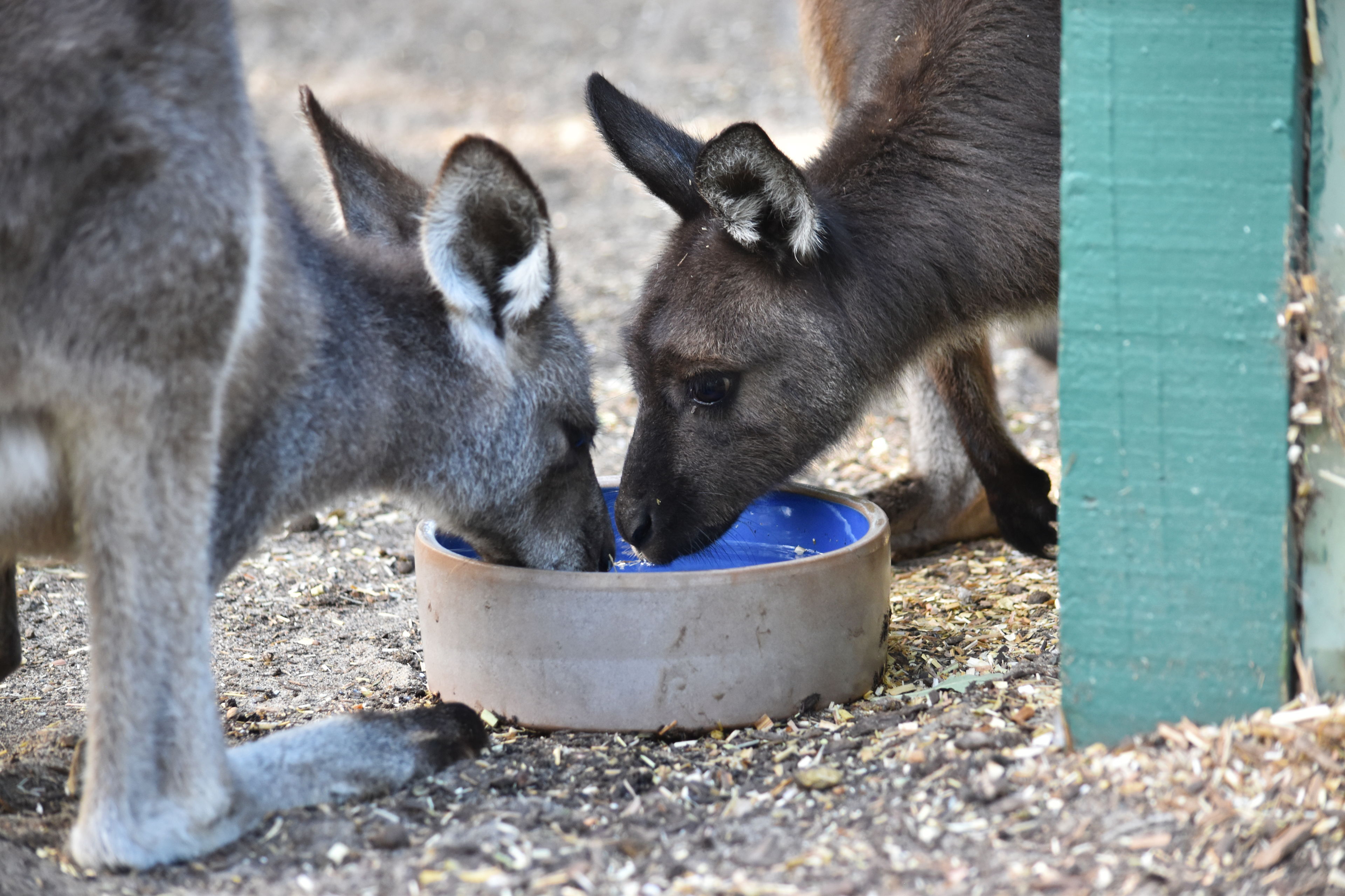 Two kangaroos share a bowl of water while being rehabilitated at Featherdale Wildlife Park, June 1, 2019.
