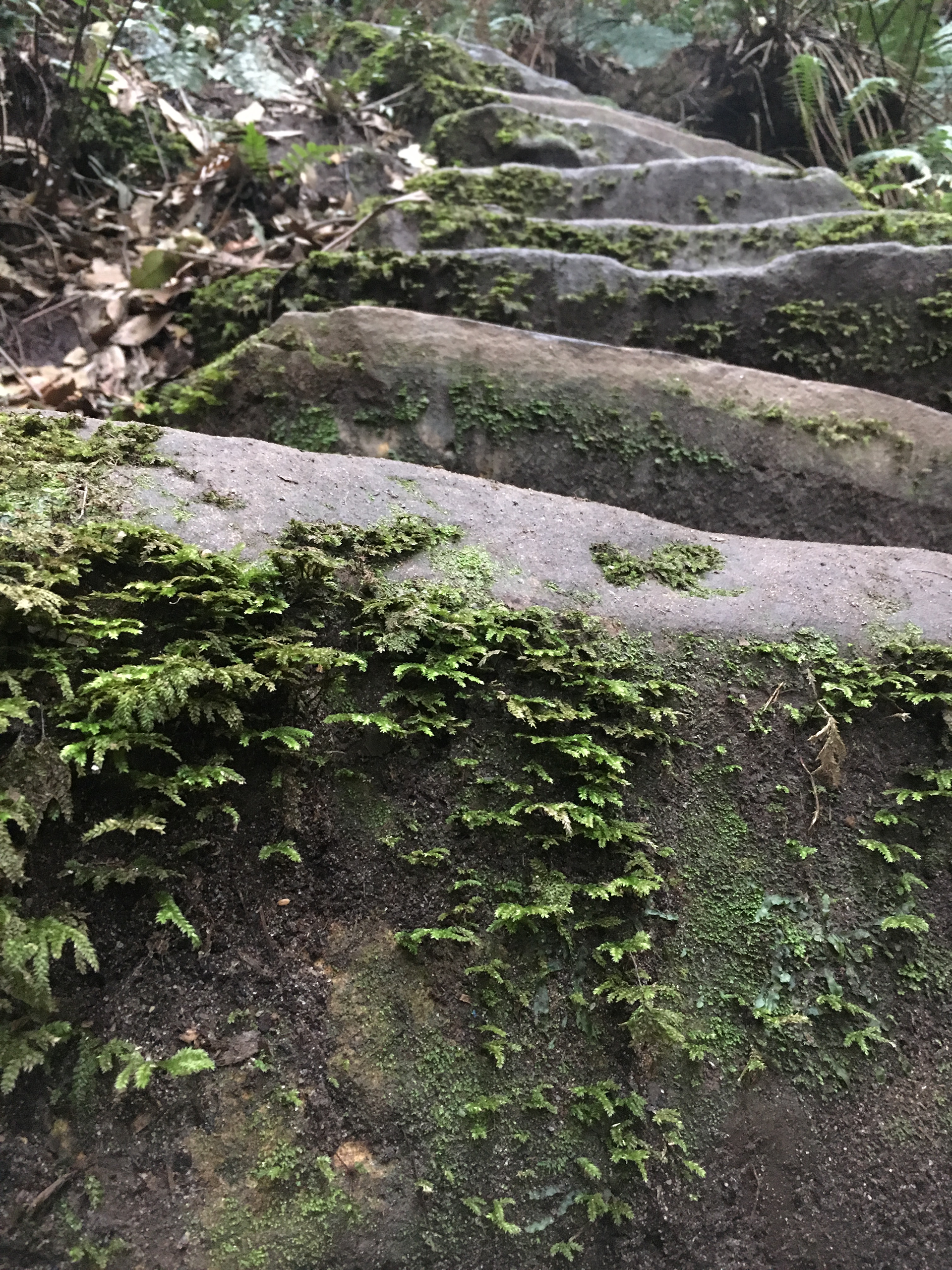 Worn stone stairs in the Blue Mountains valley, June 7, 2019.