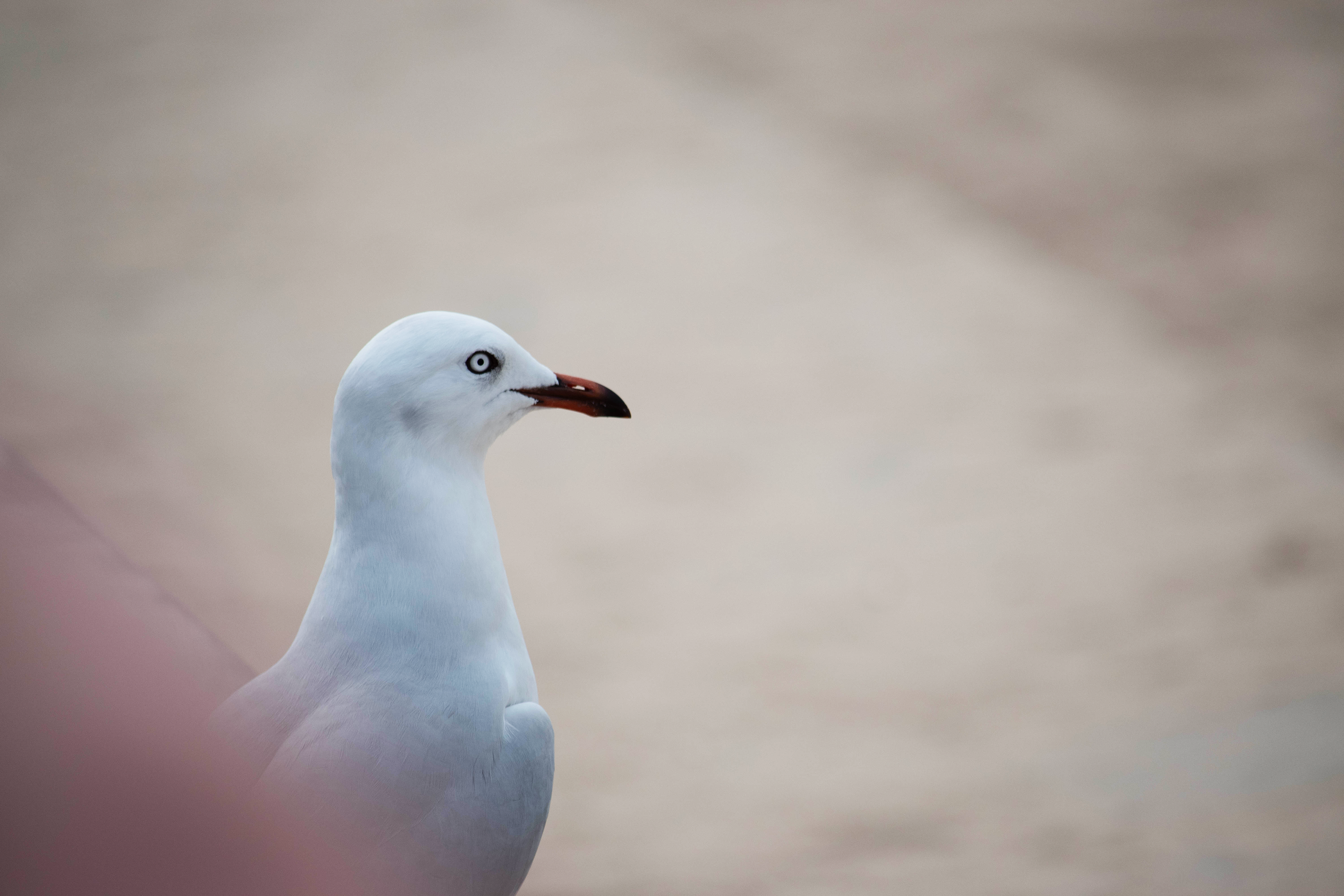 A Silvergull is perched on a beach wall at the South Coogee Pavilion, May 31, 2019.