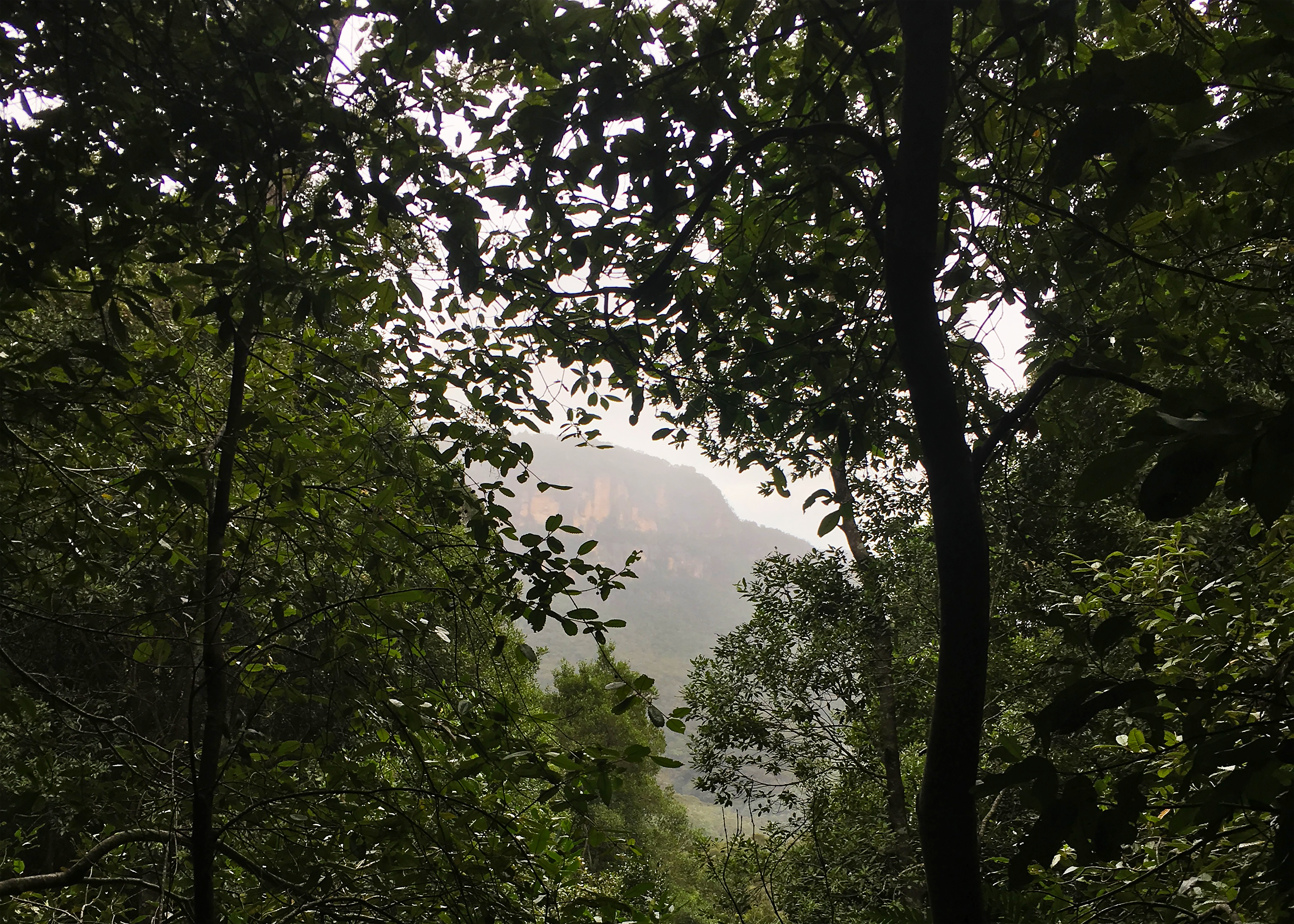 The view of low hanging clouds and a cliff through the trees in the Blue Mountains valley, June 7, 2019.