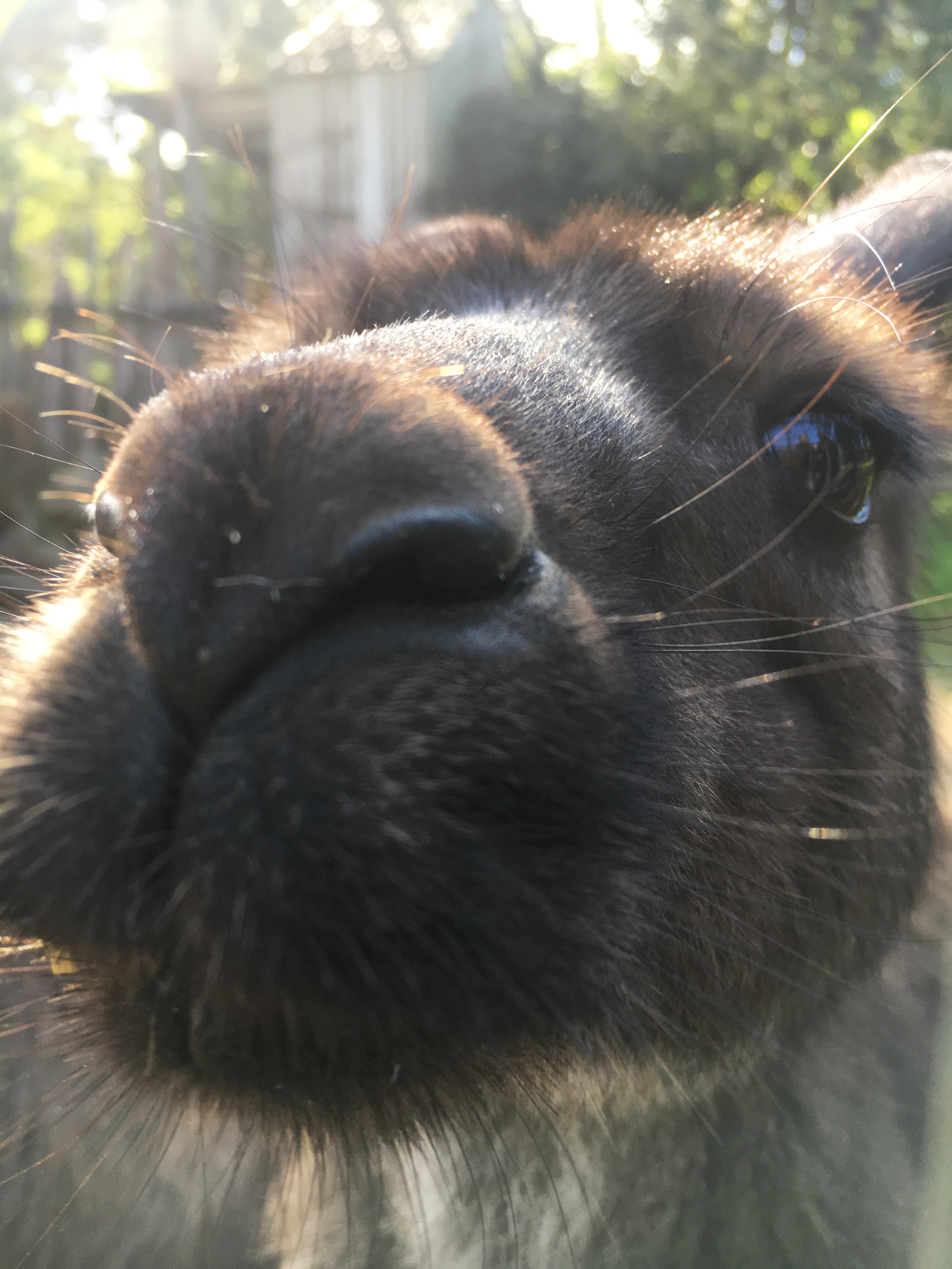 A Kangaroo being rehabilitated at Featherdale Wildlife Park, June 1, 2019.
