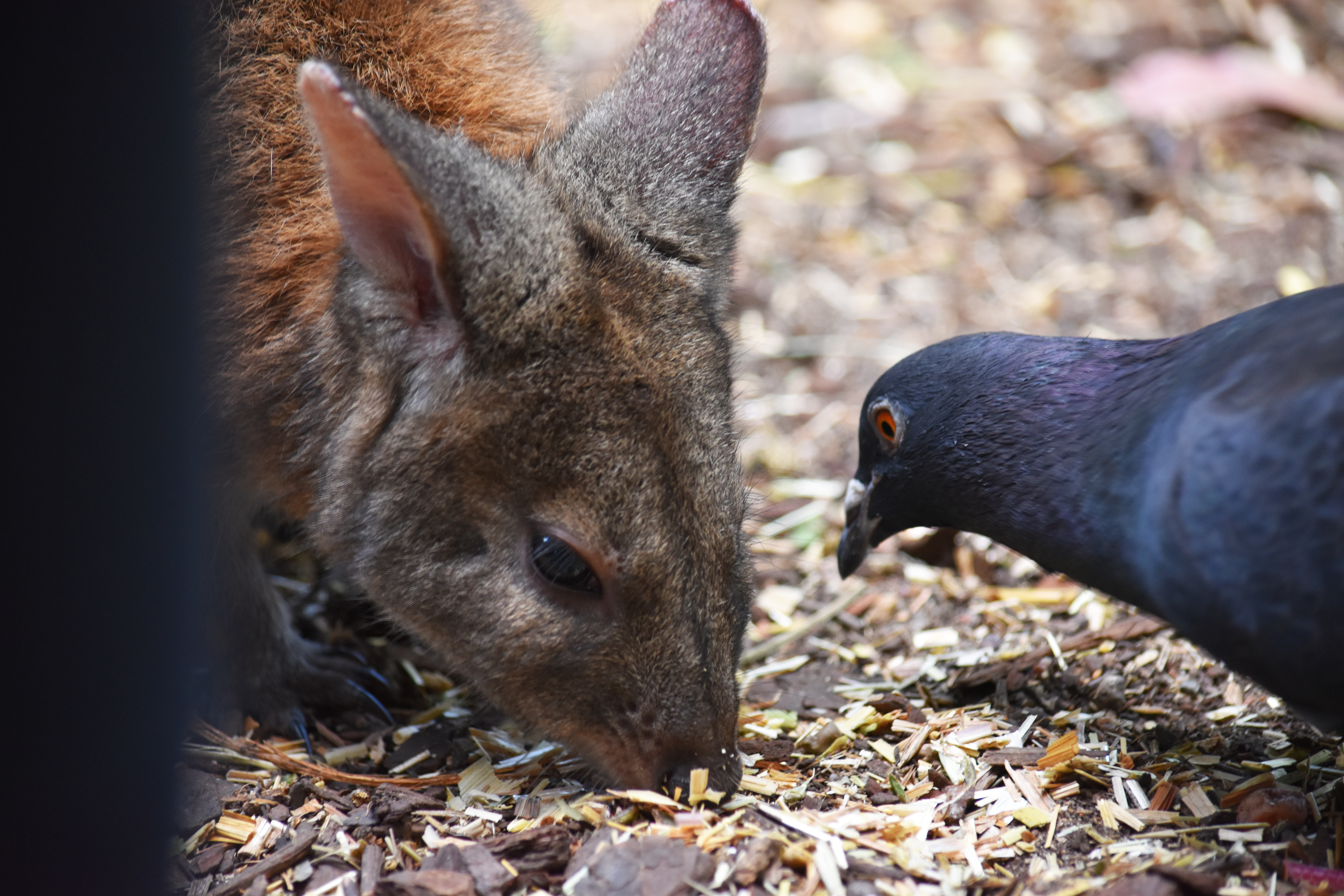 A wallaby and a pigeon share feed at the Featherdale Wildlife Park, June 1, 2019. Wallabies are kangaroos that stand less than hip-height.
