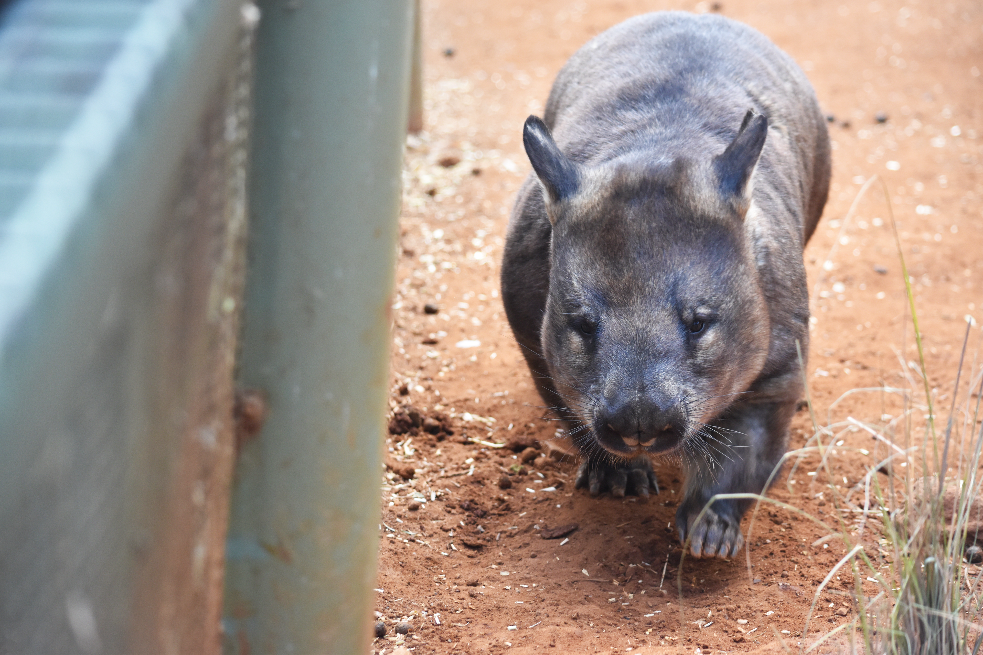 A wombat trots around his enclosure before falling back asleep, at Featherdale Wildlife Park, June 1, 2019.