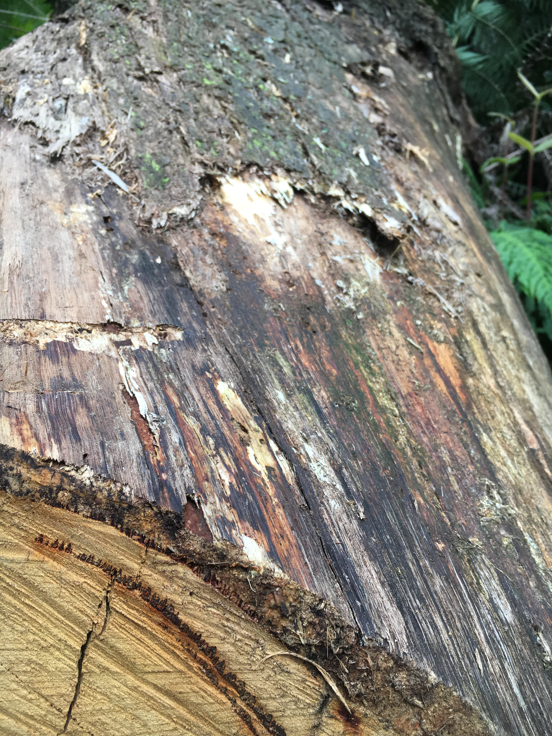 A fallen eucalyptus tree in the Blue Mountains, June 7, 2019.