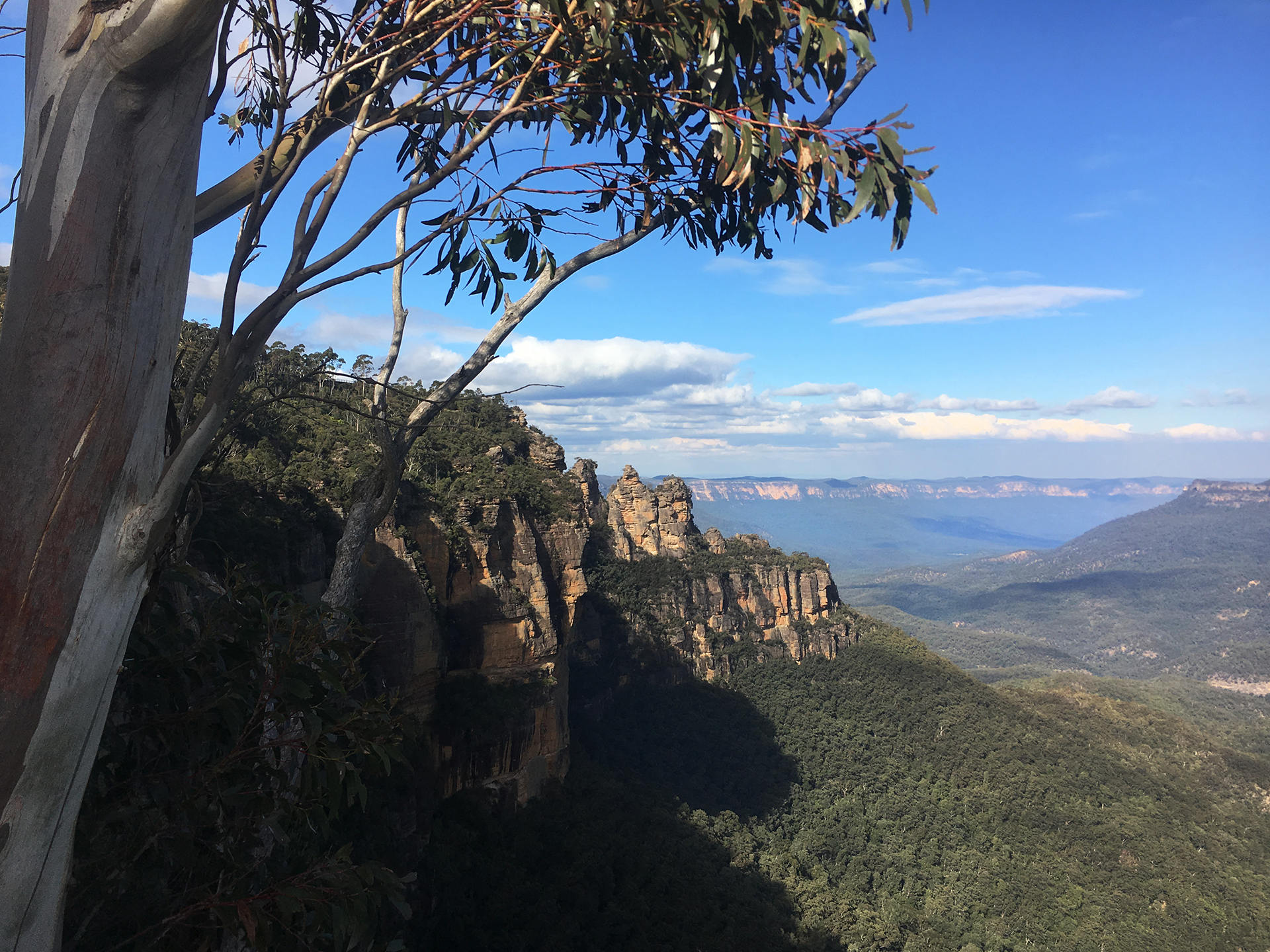 A fallen eucalyptus tree in the Blue Mountains, June 7, 2019.