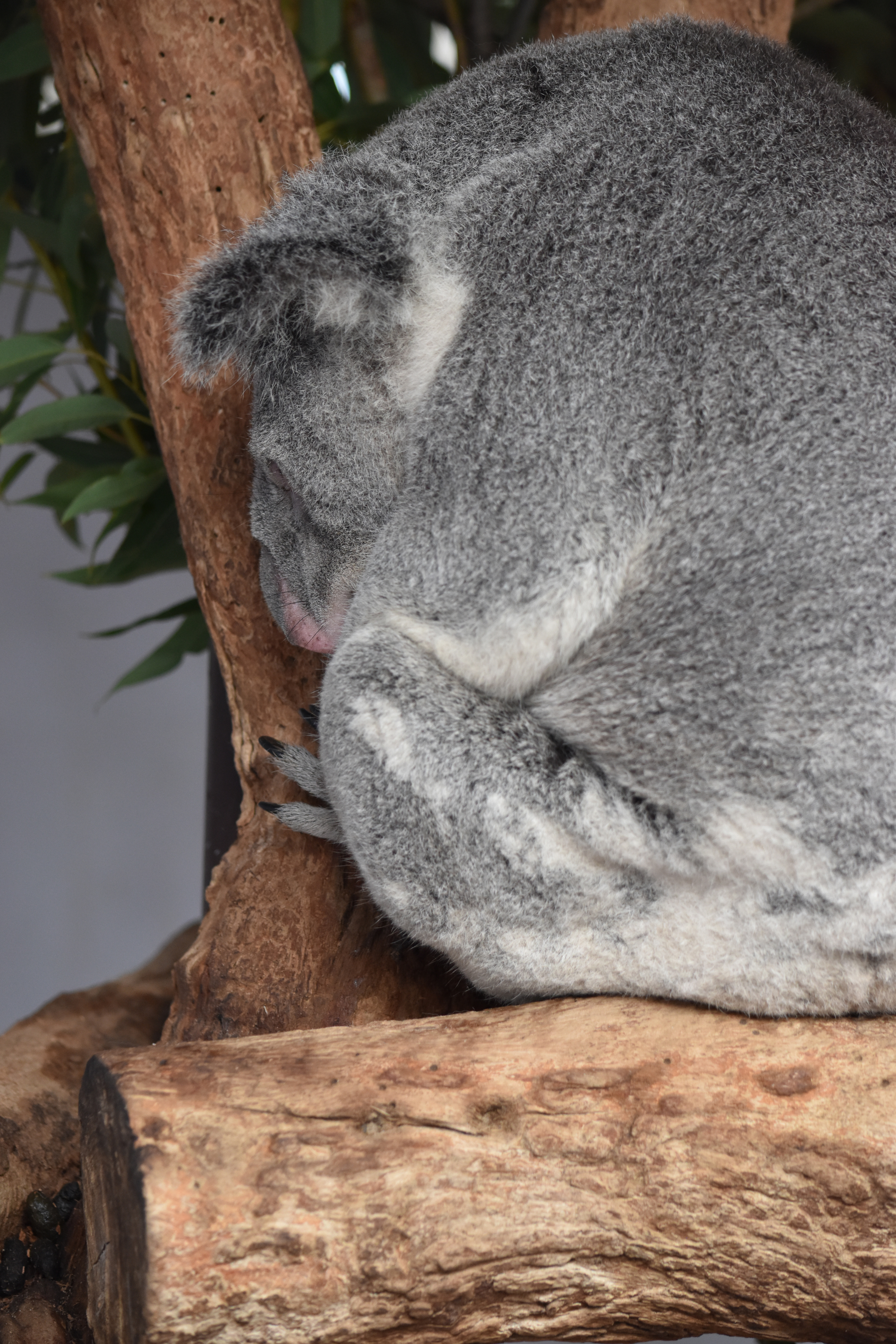 A koala in his enclosure at Featherdale Wildlife Park, June 1, 2019.