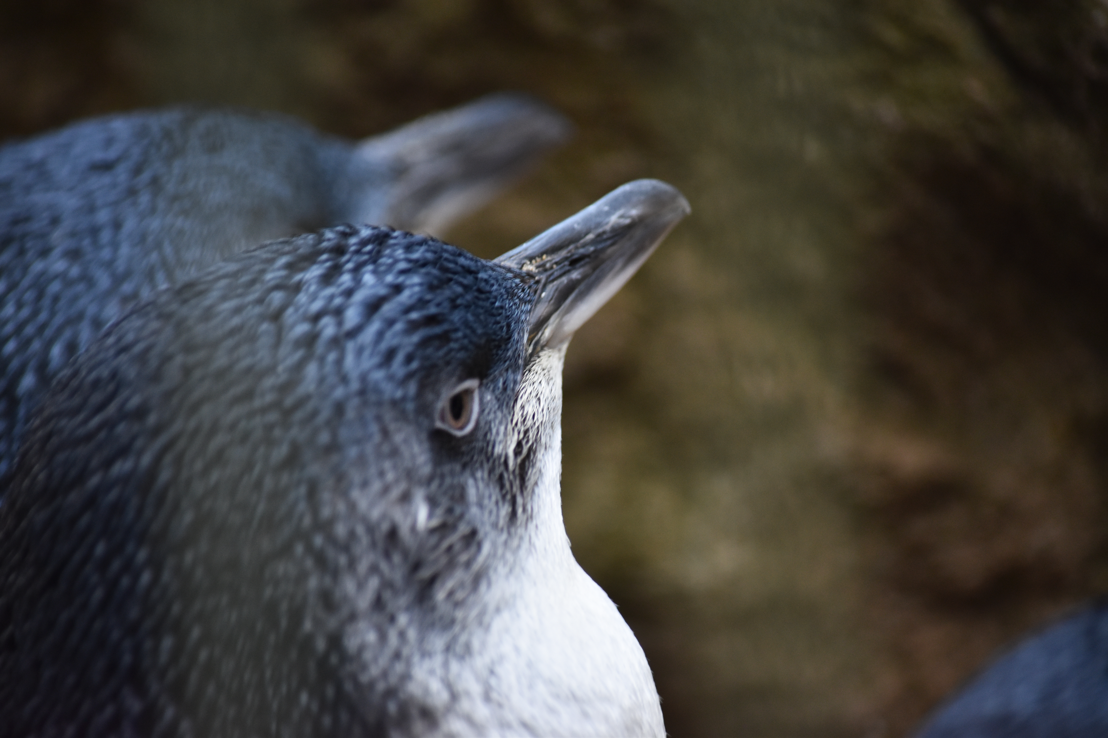 Fairy penguins wait for feeding time at Featherdale Wildlife Park, June 1, 2019.