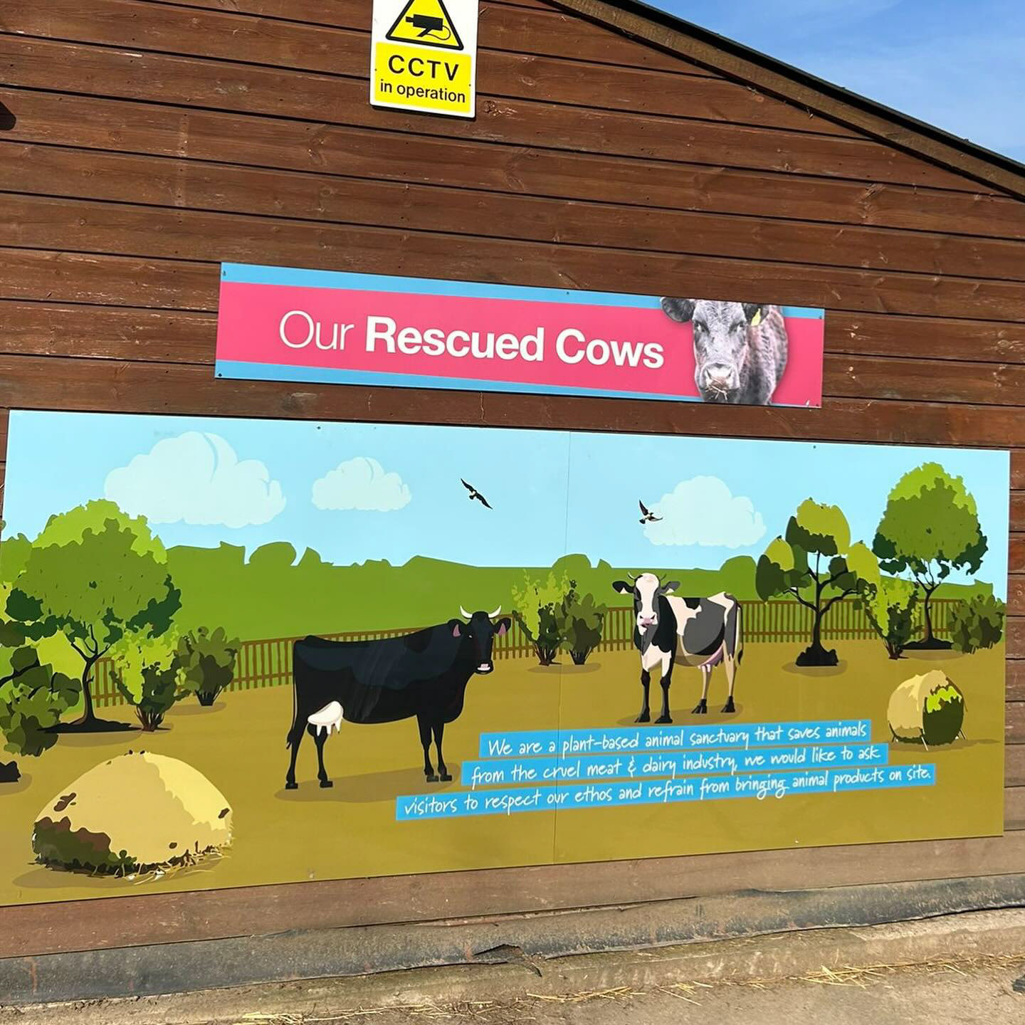 Rescued Cow Signage to promote the message of the Sanctuary