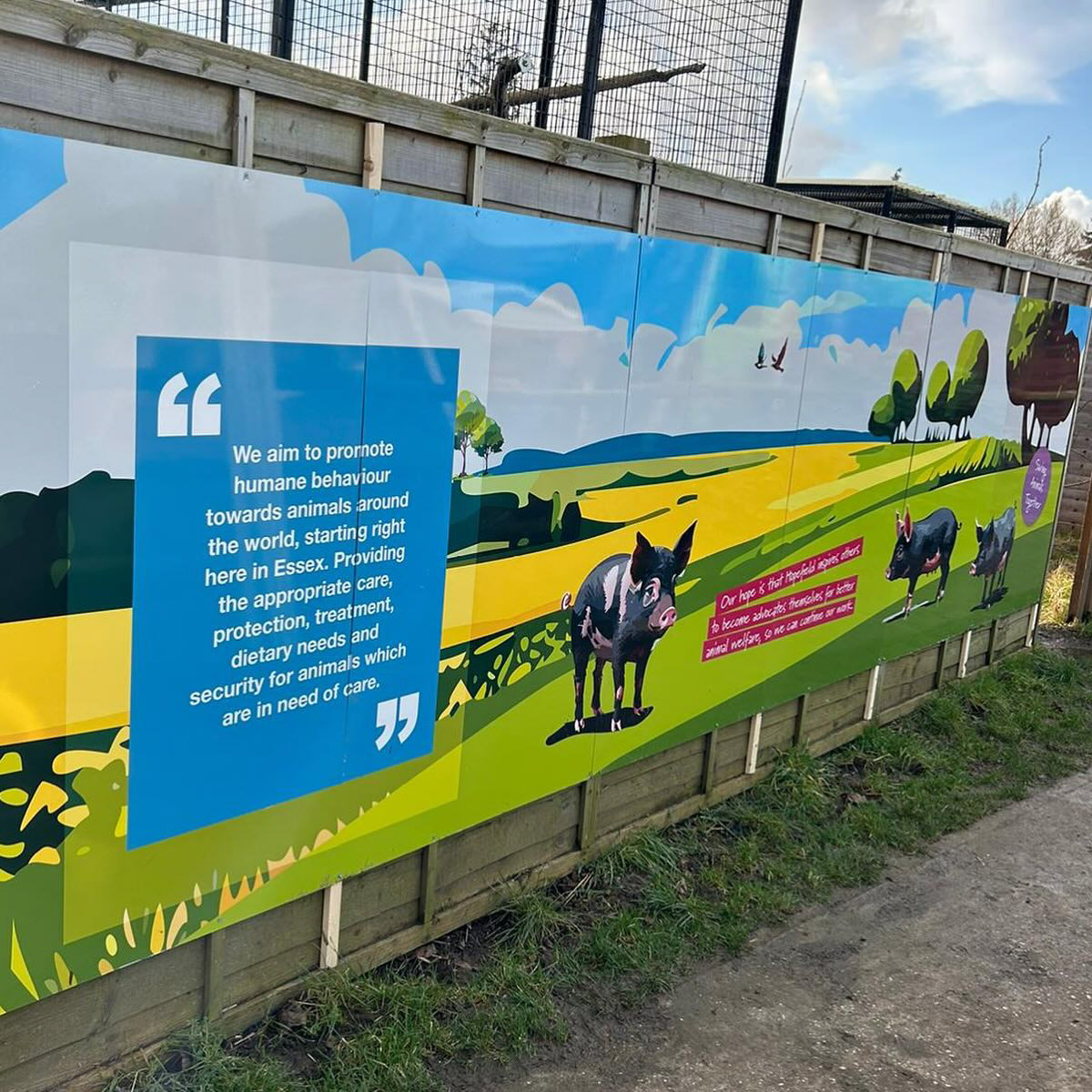 Pig Sigange to promote the message of the Sanctuary