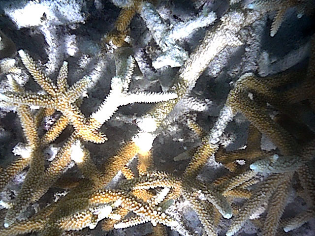 Partial mortality on A. cervicornis.