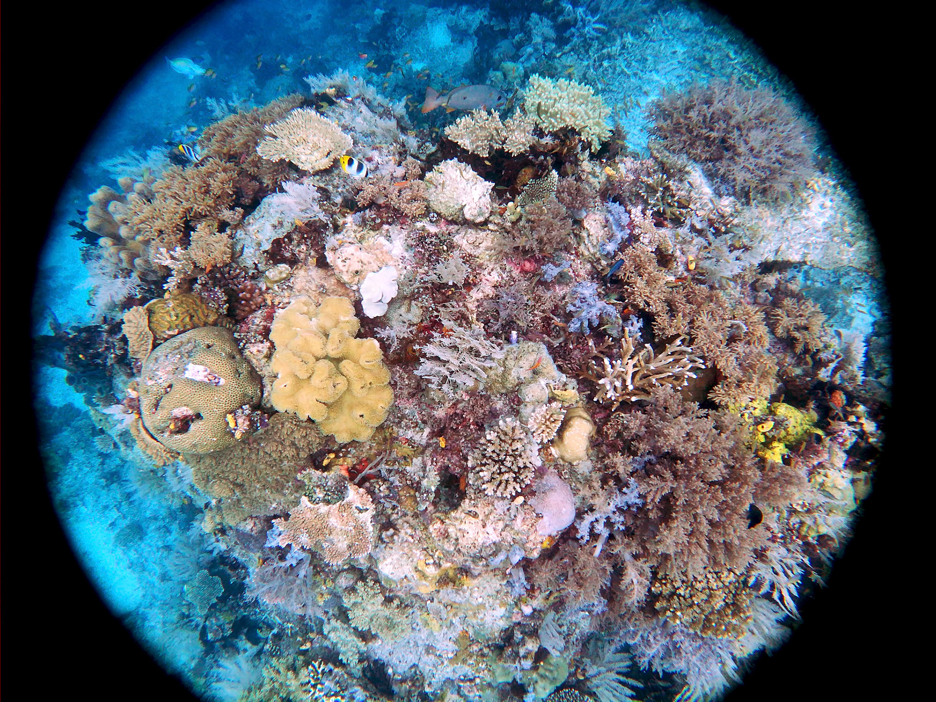 t/sdcard/DCIM/100GOPRO/GOPR0439