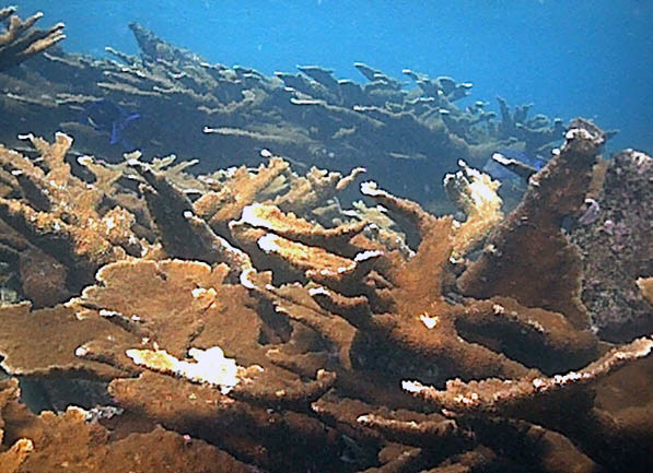 Underwater photography sure has come a long way!