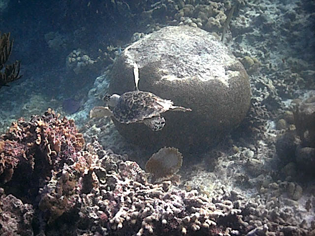 Akumal turtle