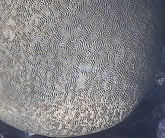 disease-free brain coral