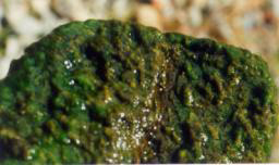 Sweet "macro" photo of some algae. 