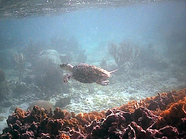 Taken in Akumal, the "place of the turtle"